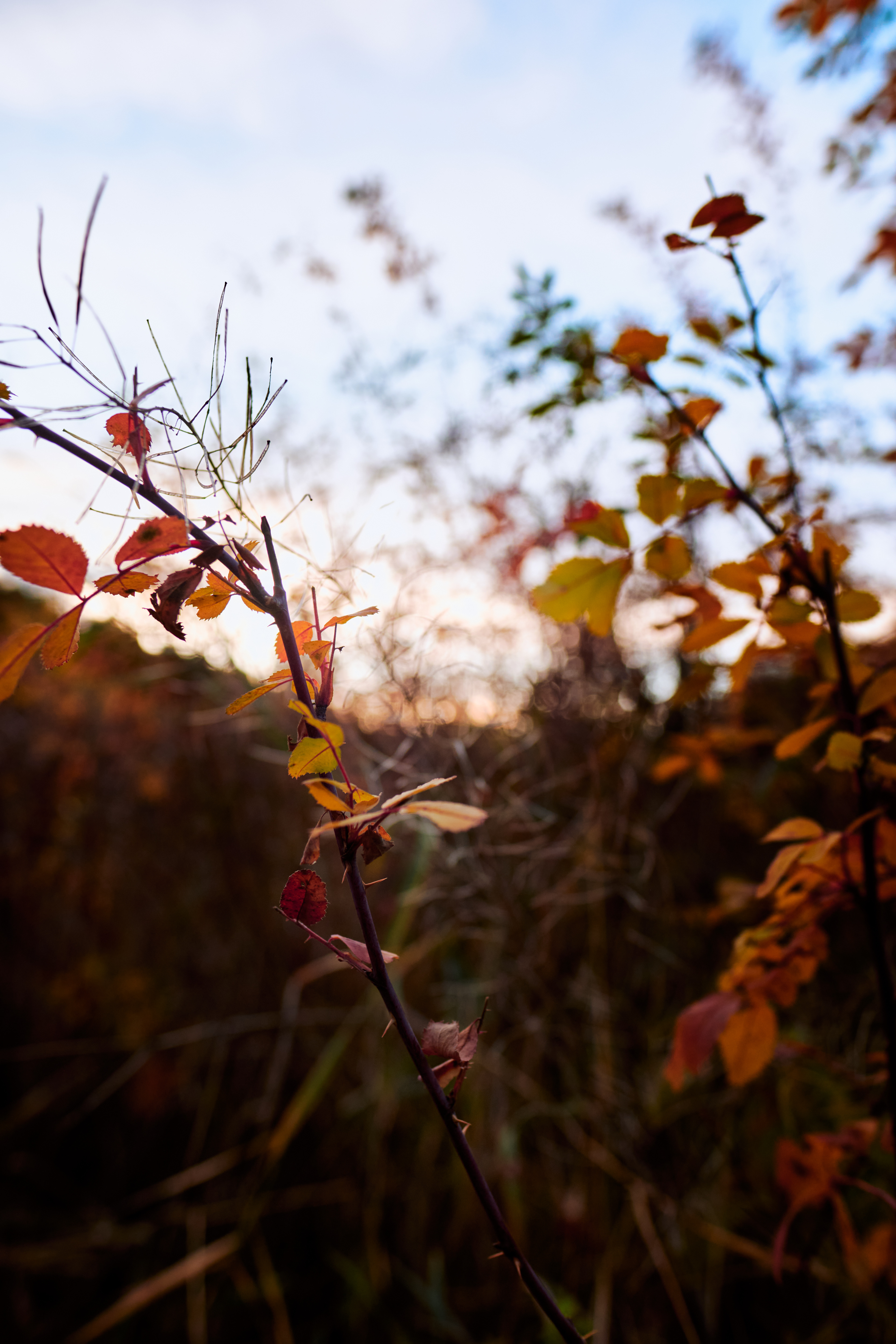 Autumn (2025)