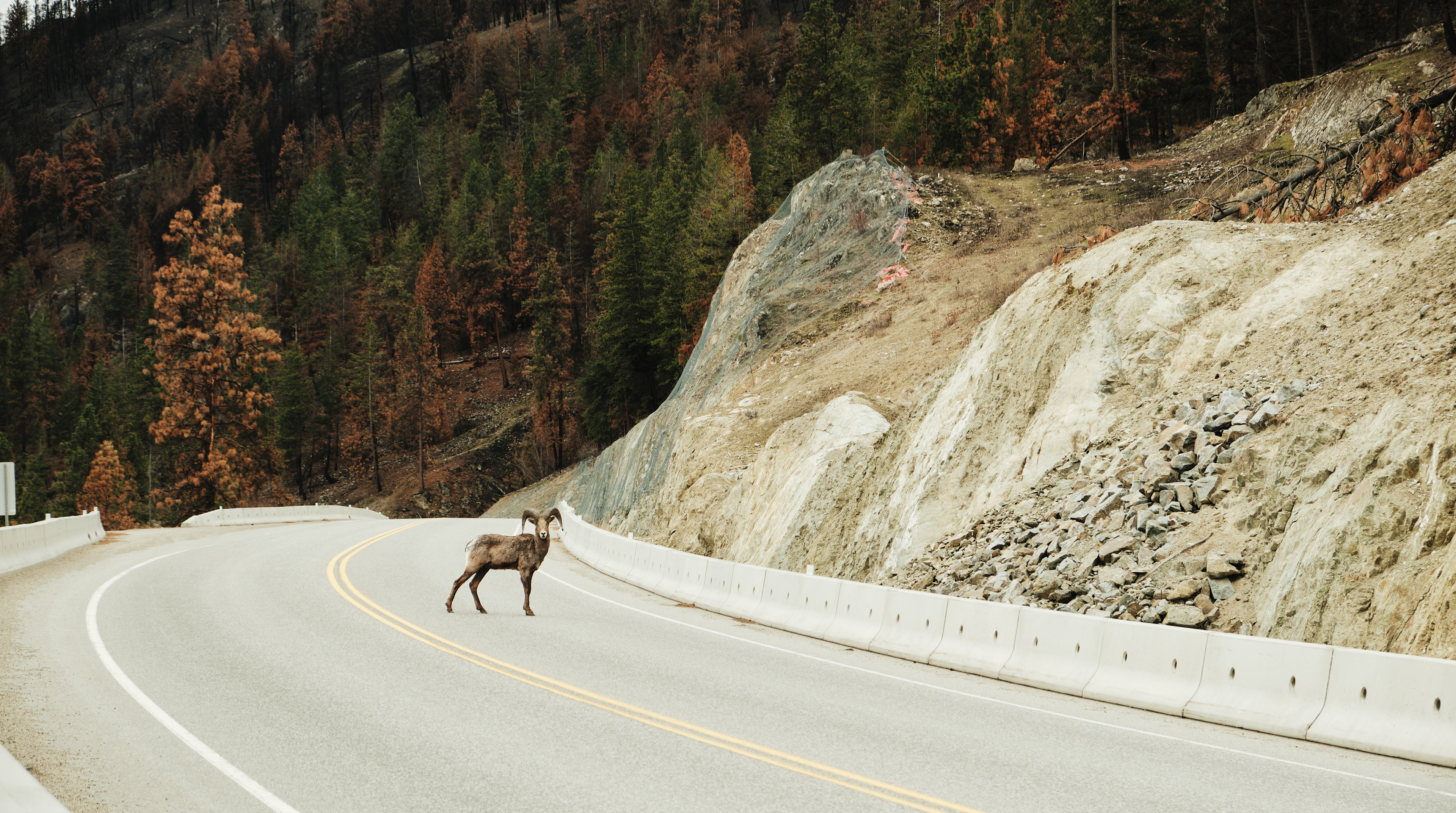 Road Crossing (2024)