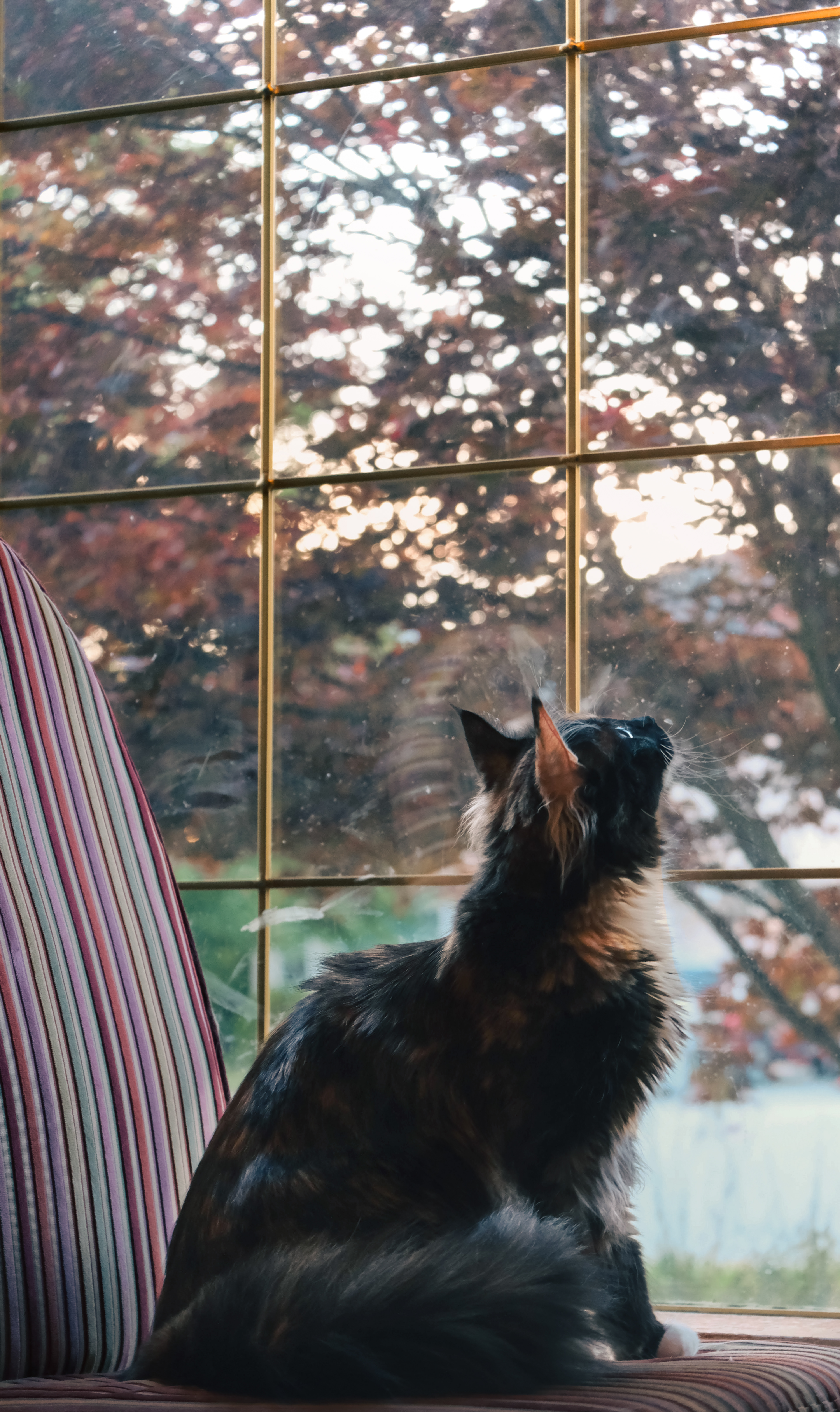 The Feline Gaze (2019)