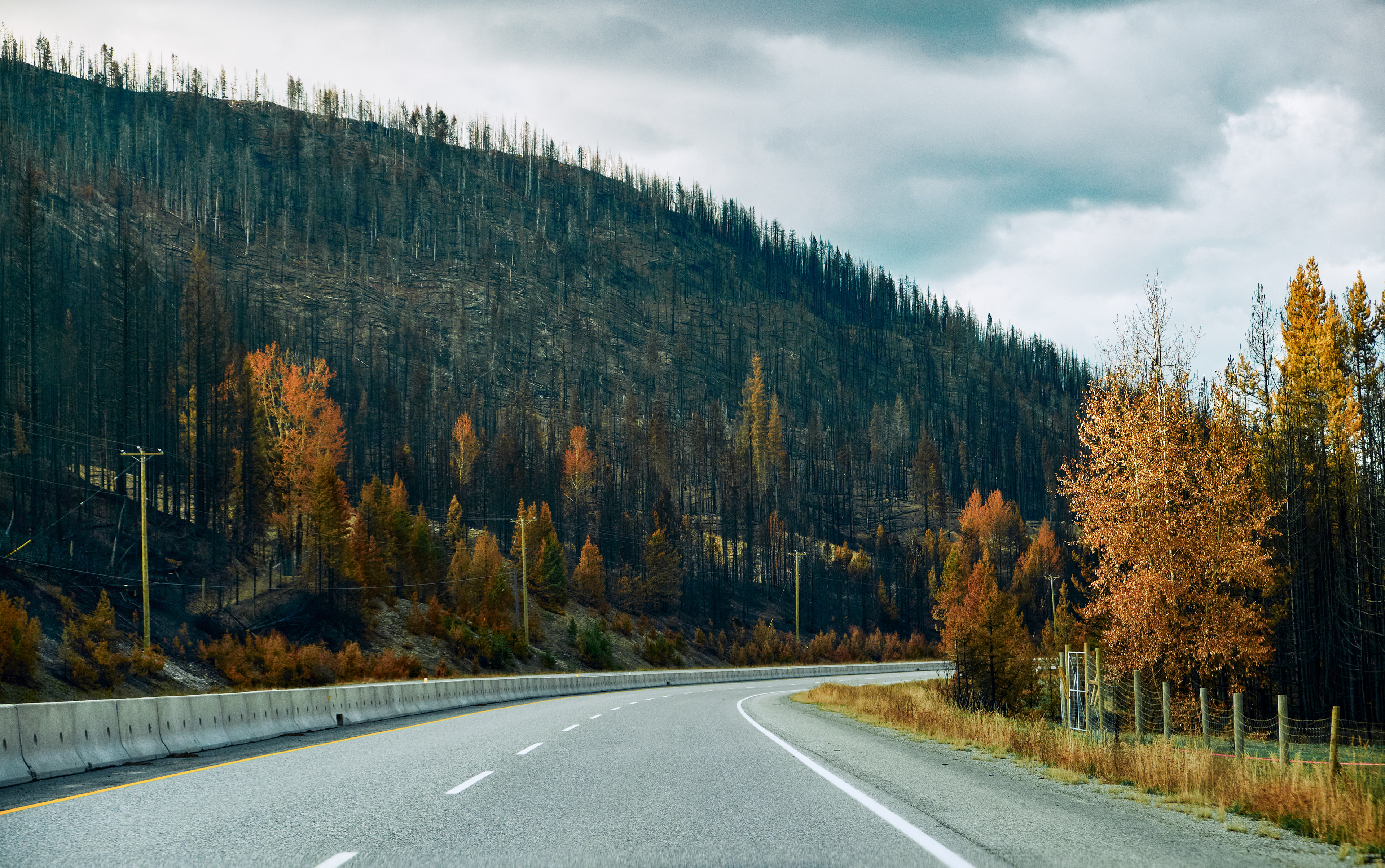 Burnt Trees (2025)