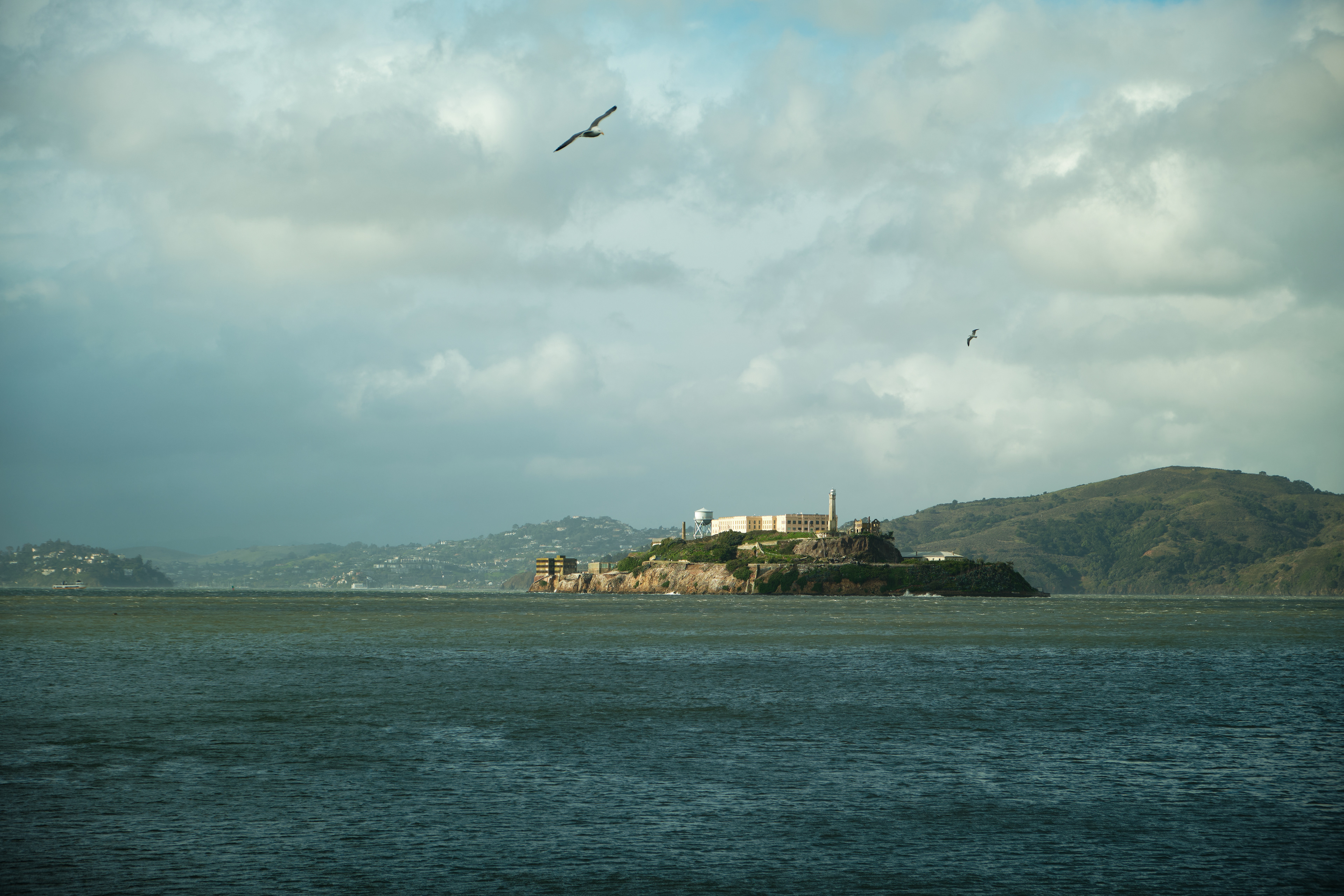 Seagulls & Alcatraz (2024)