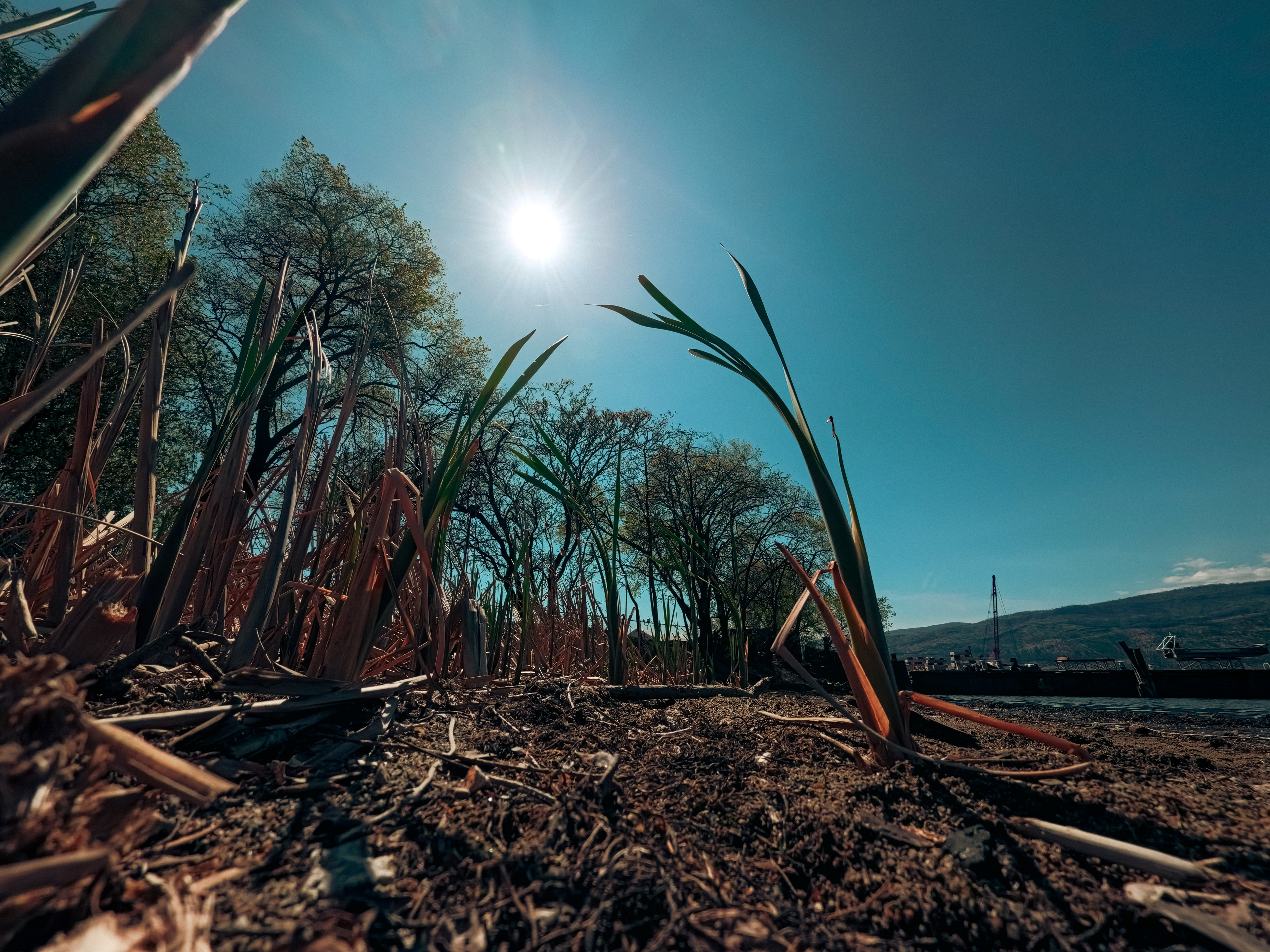 Shoreline Foliage (2026)
