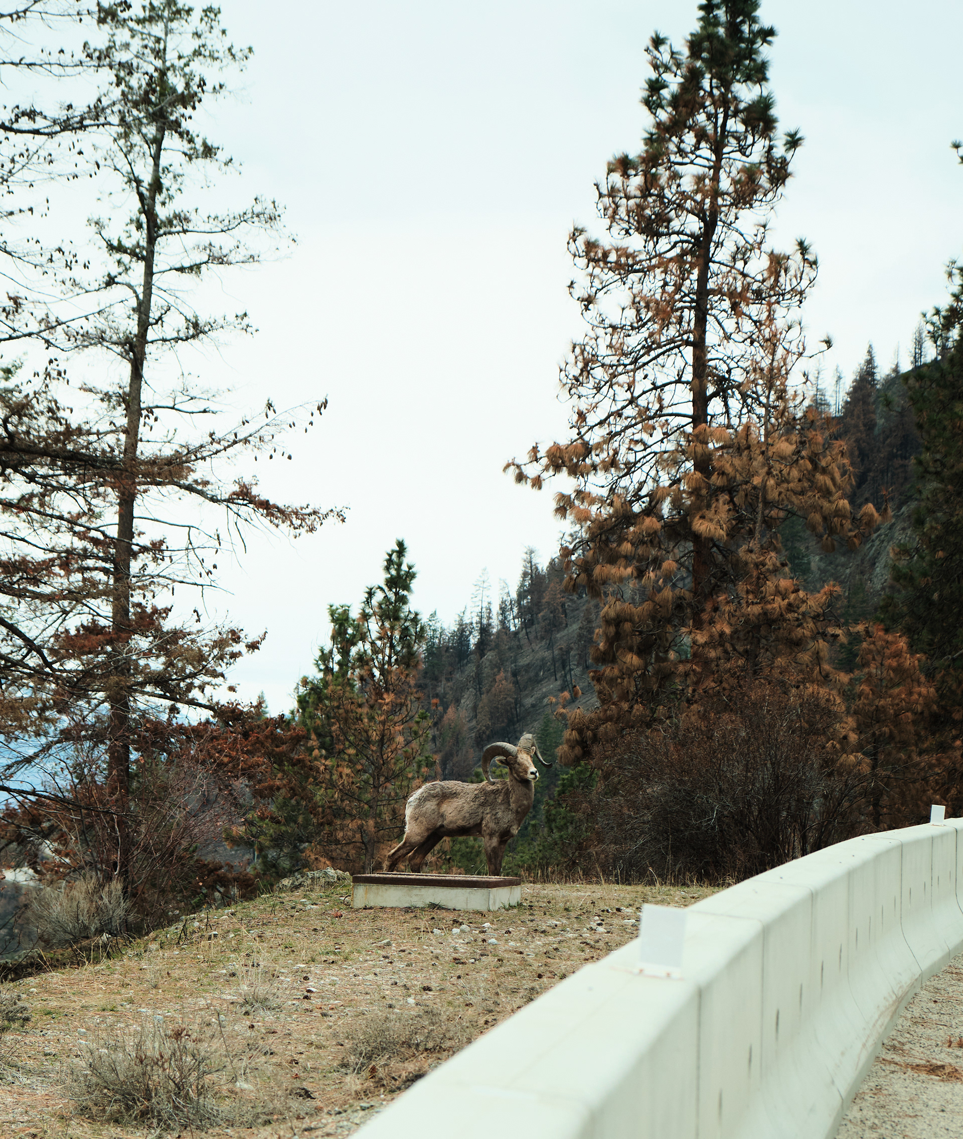 Road Side Attraction (2024)