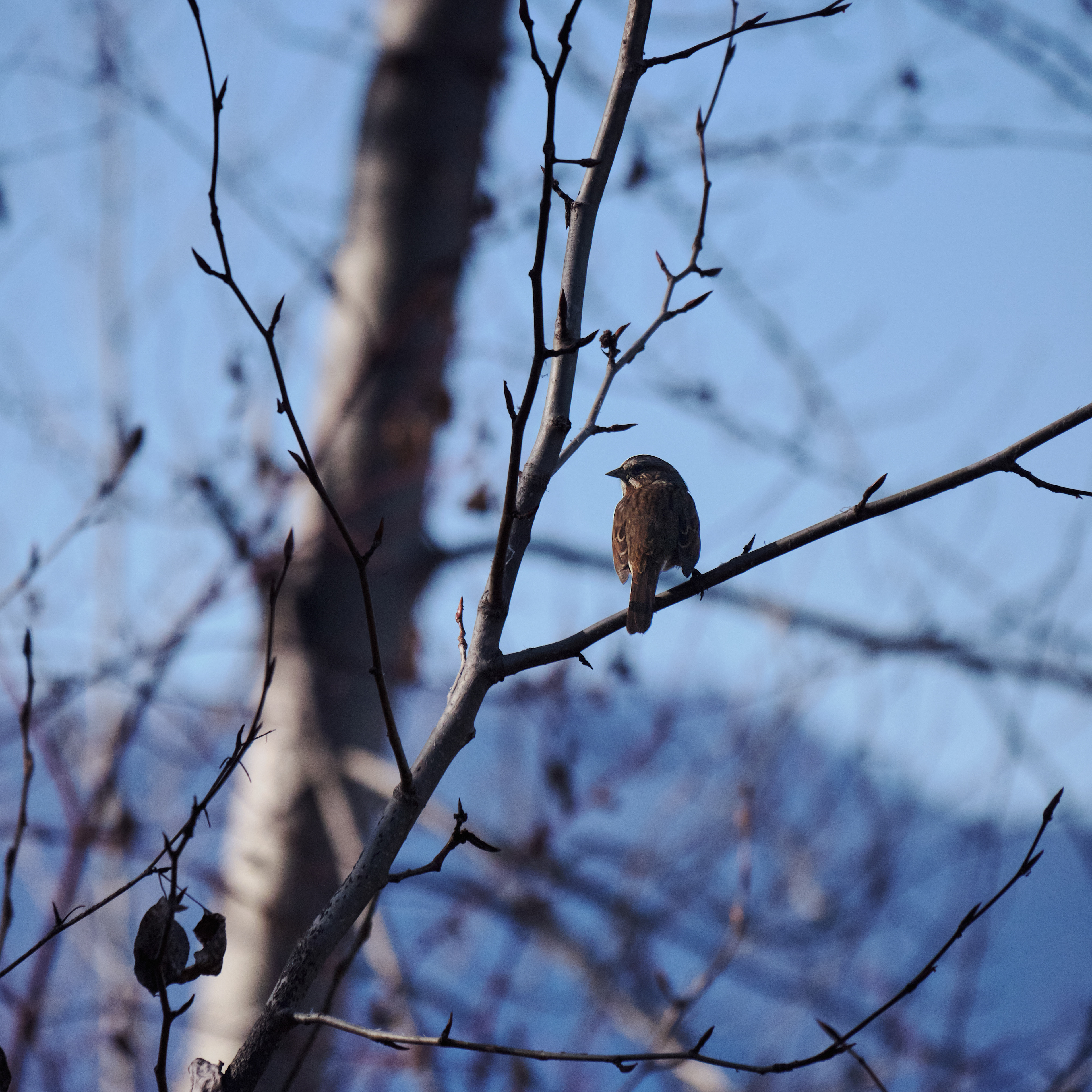 Chirp (2022)