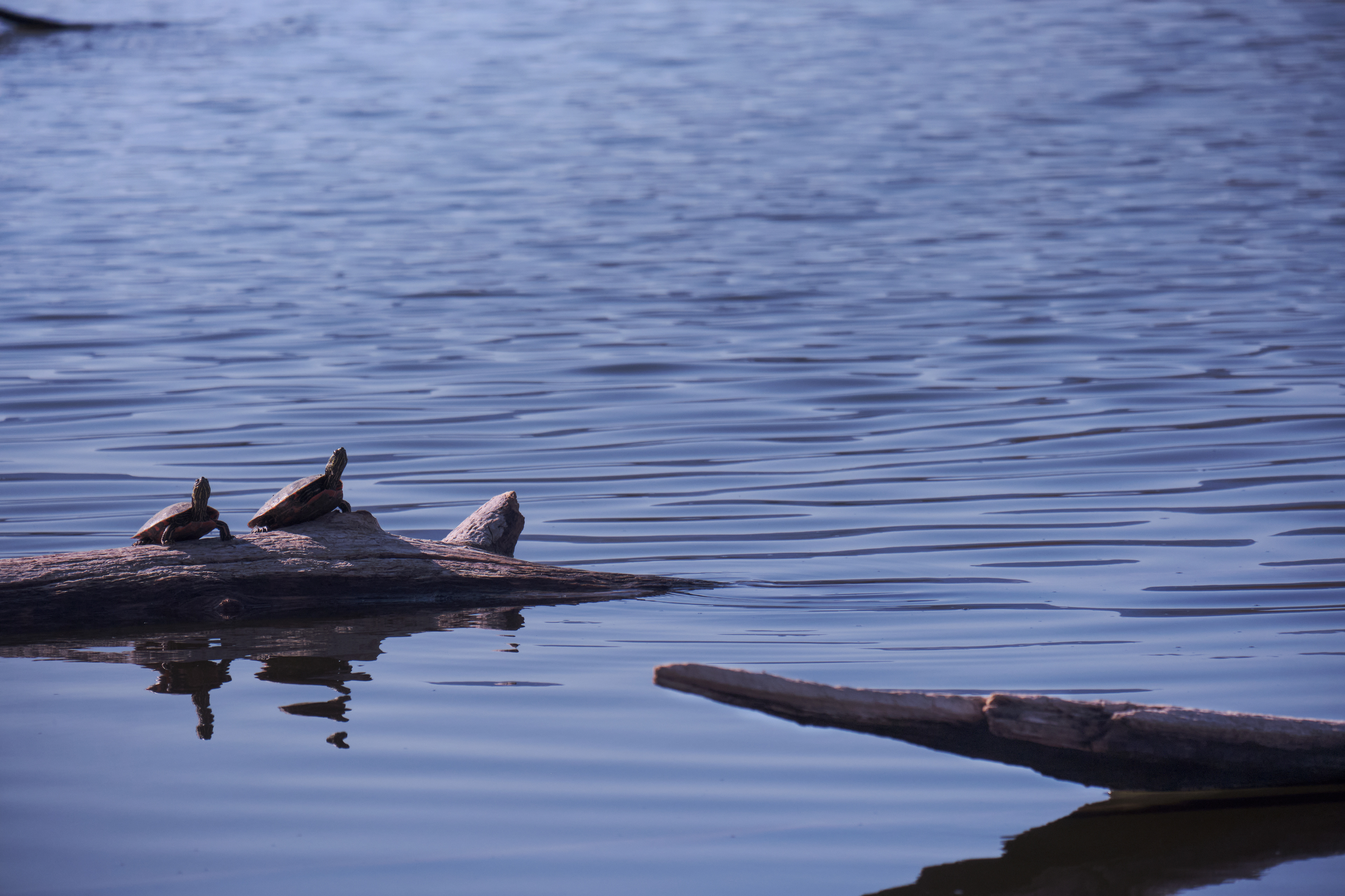 Two Bros Chillin' (2023)