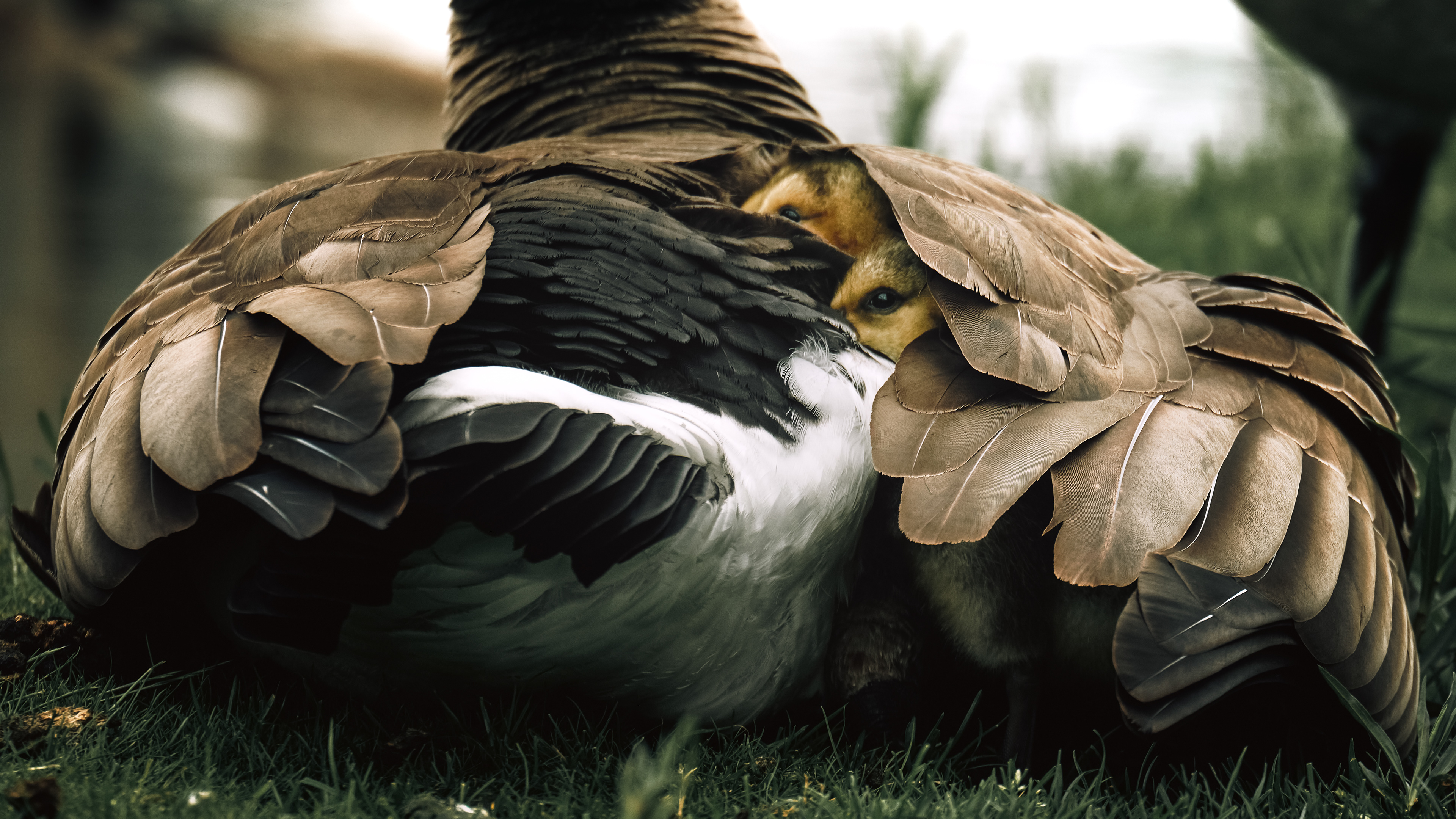 A Mother's Love (2025)