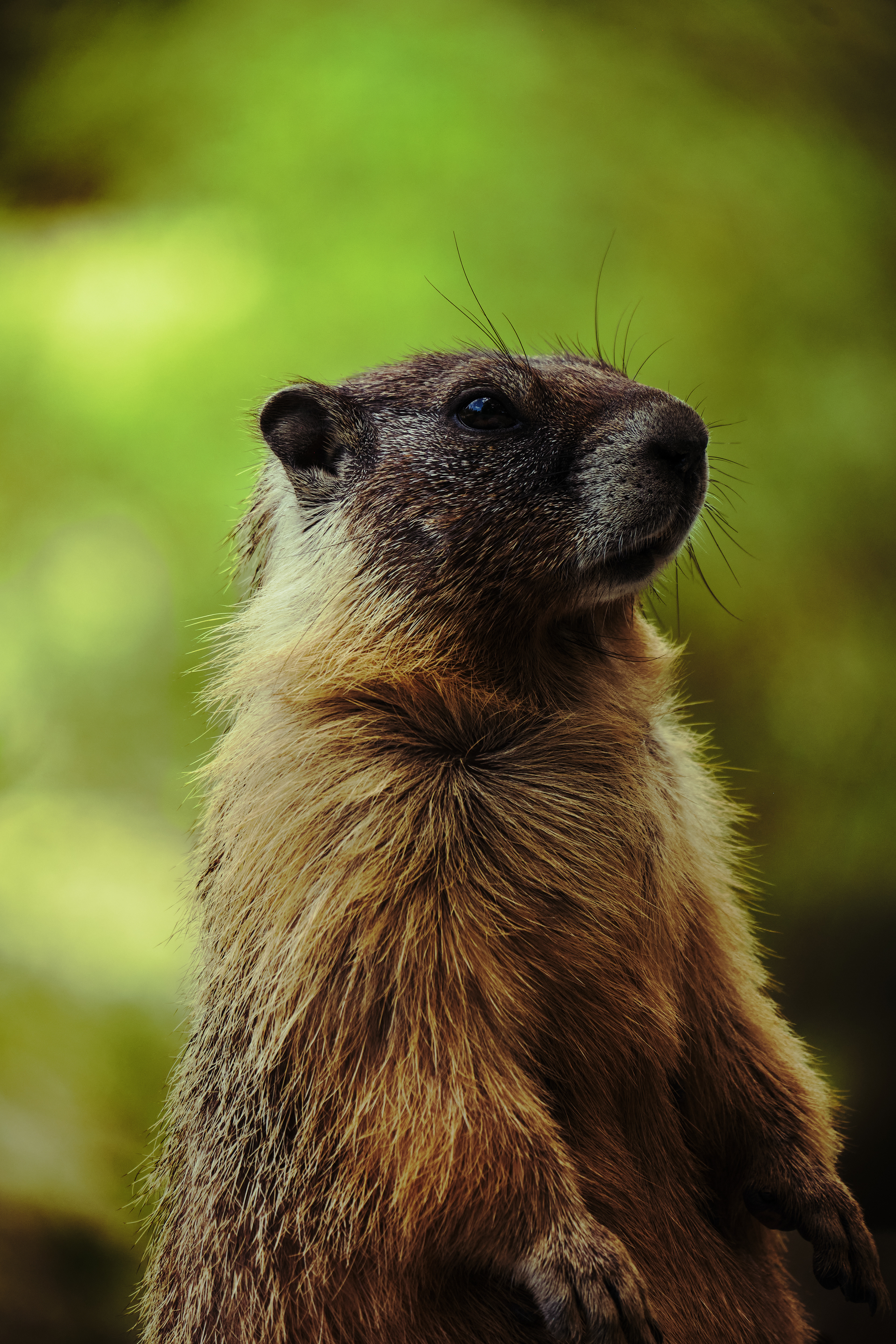 A Portrait of a Young Marmot (2024)