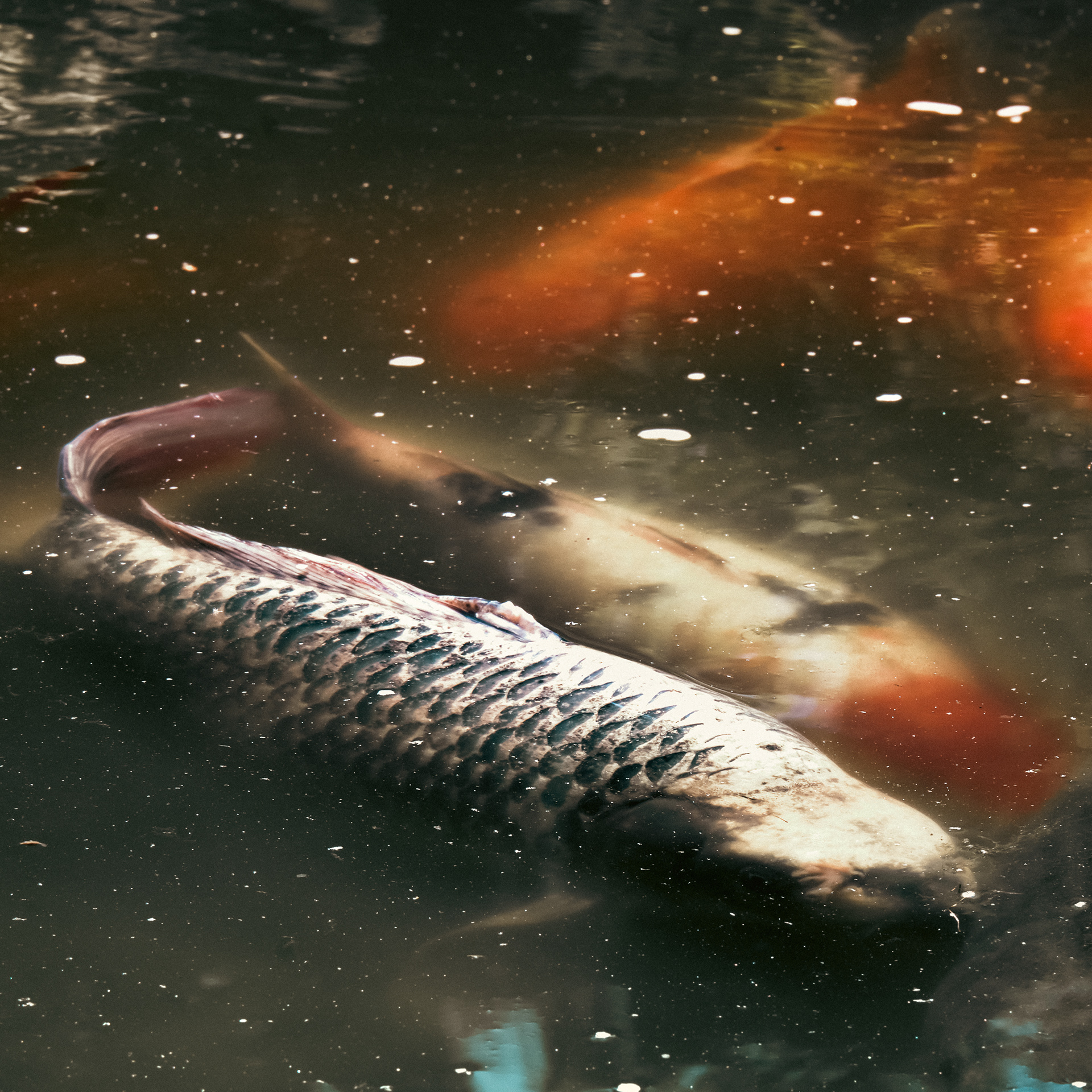 Fish of the Koi Pond (2022)
