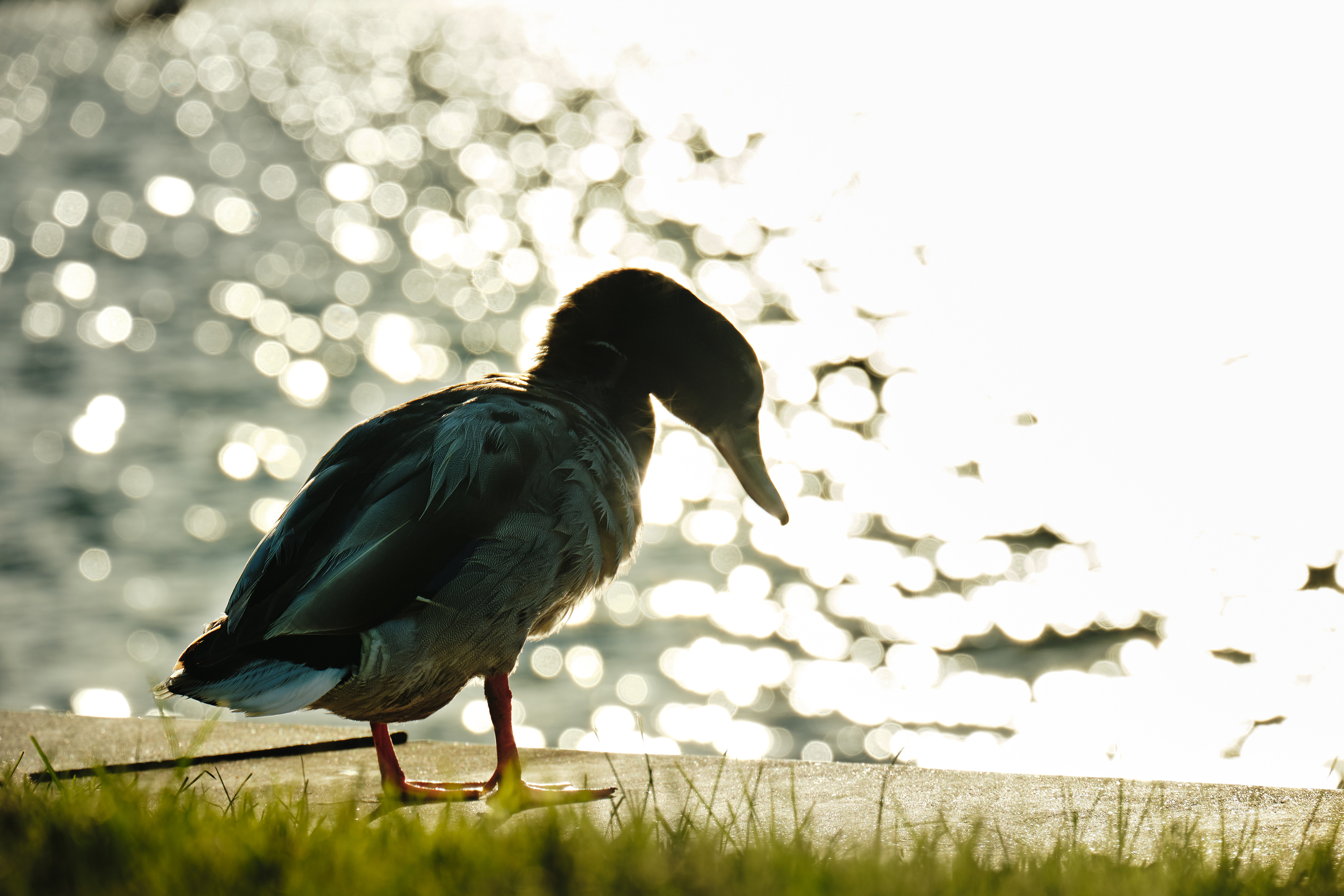 Bokeh on Duck (2023)
