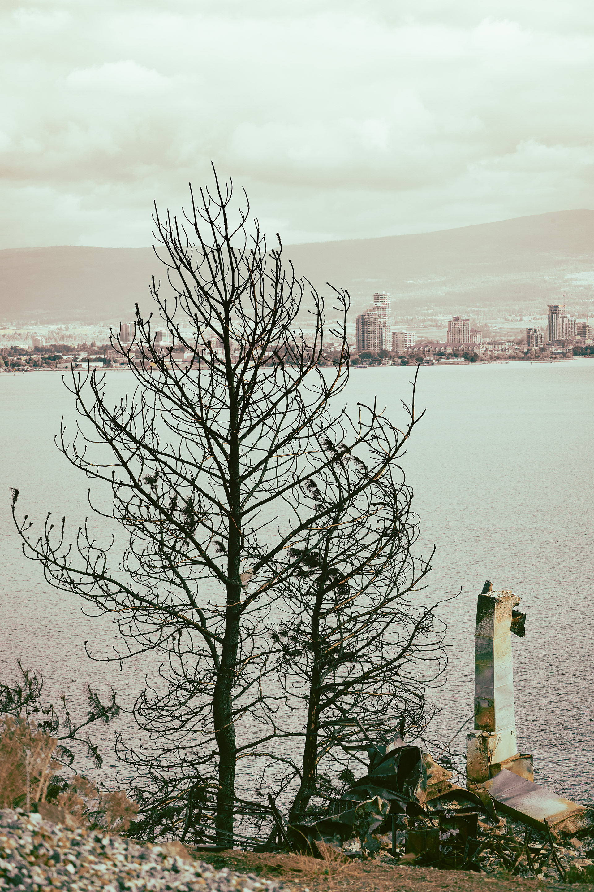 Chimney &  Dead Tree (2023)