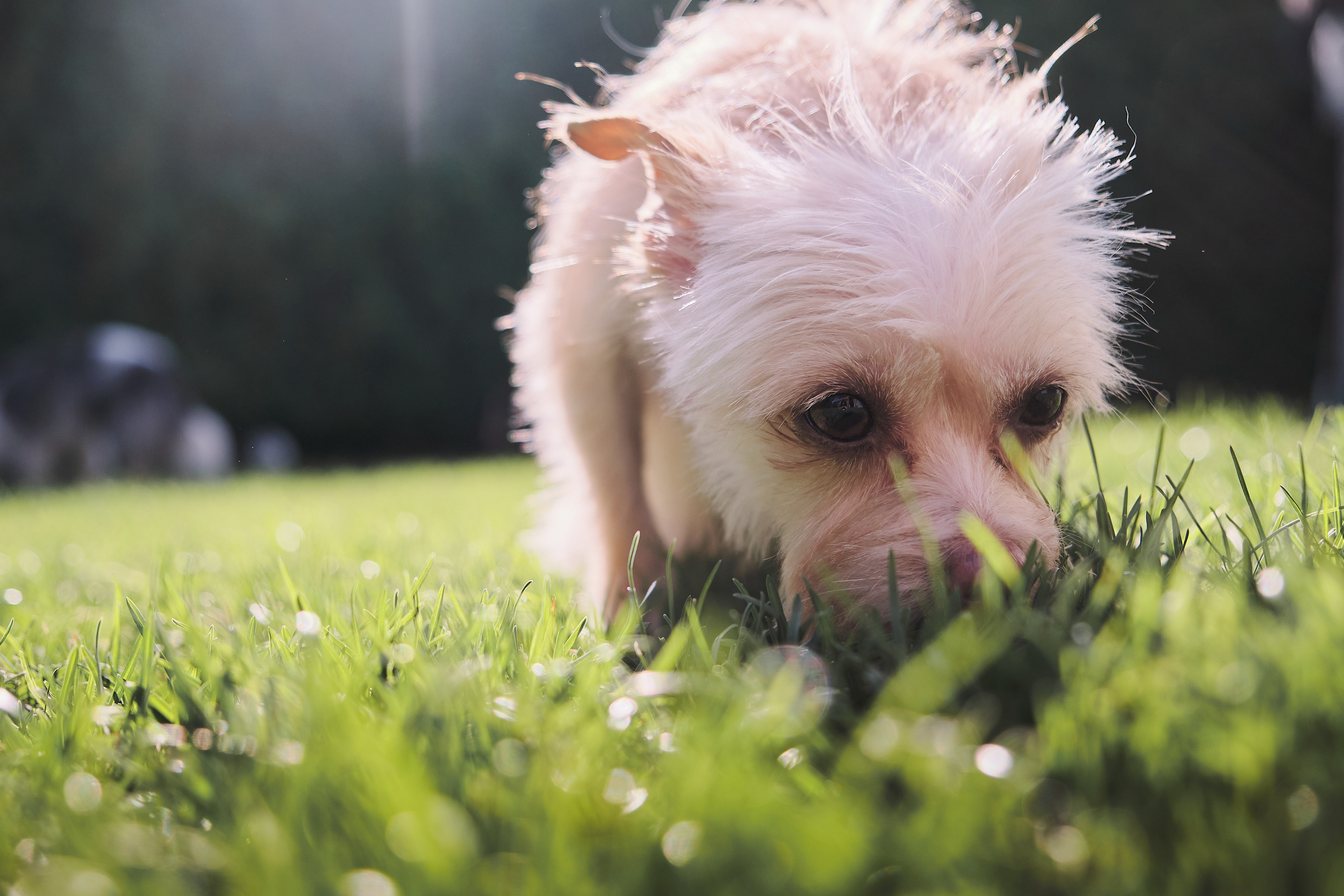 Sniff (2021)