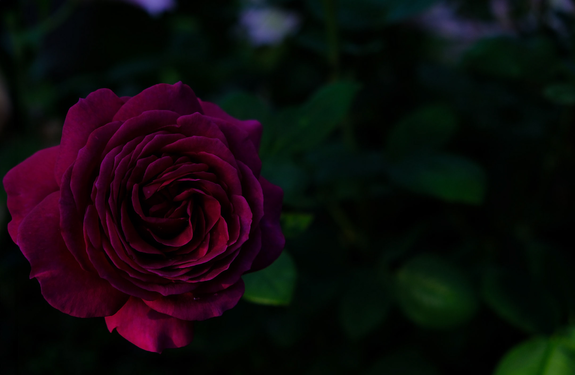 A Rose by Any Other Name (2020)