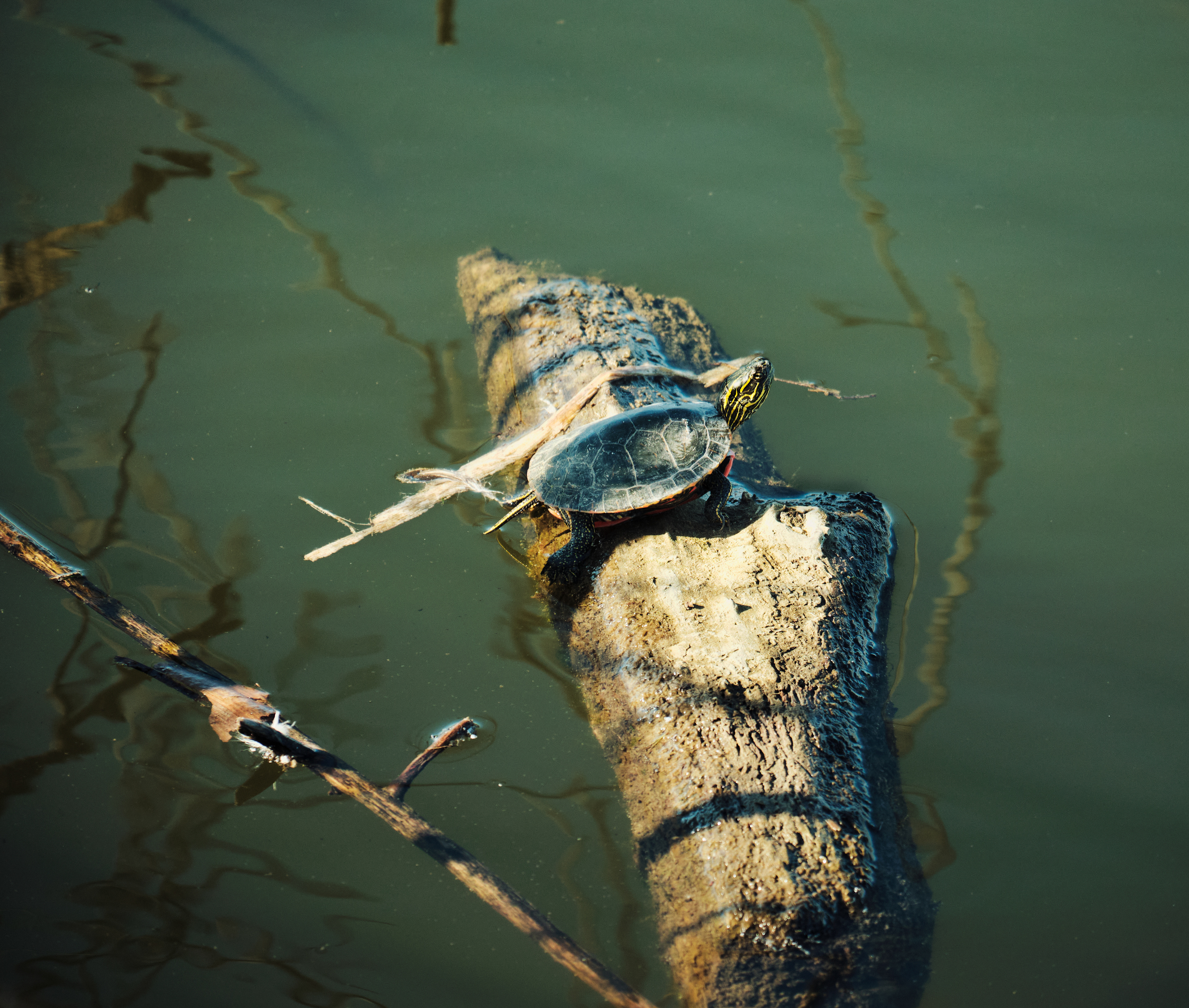 Turtle Swamp (2023)