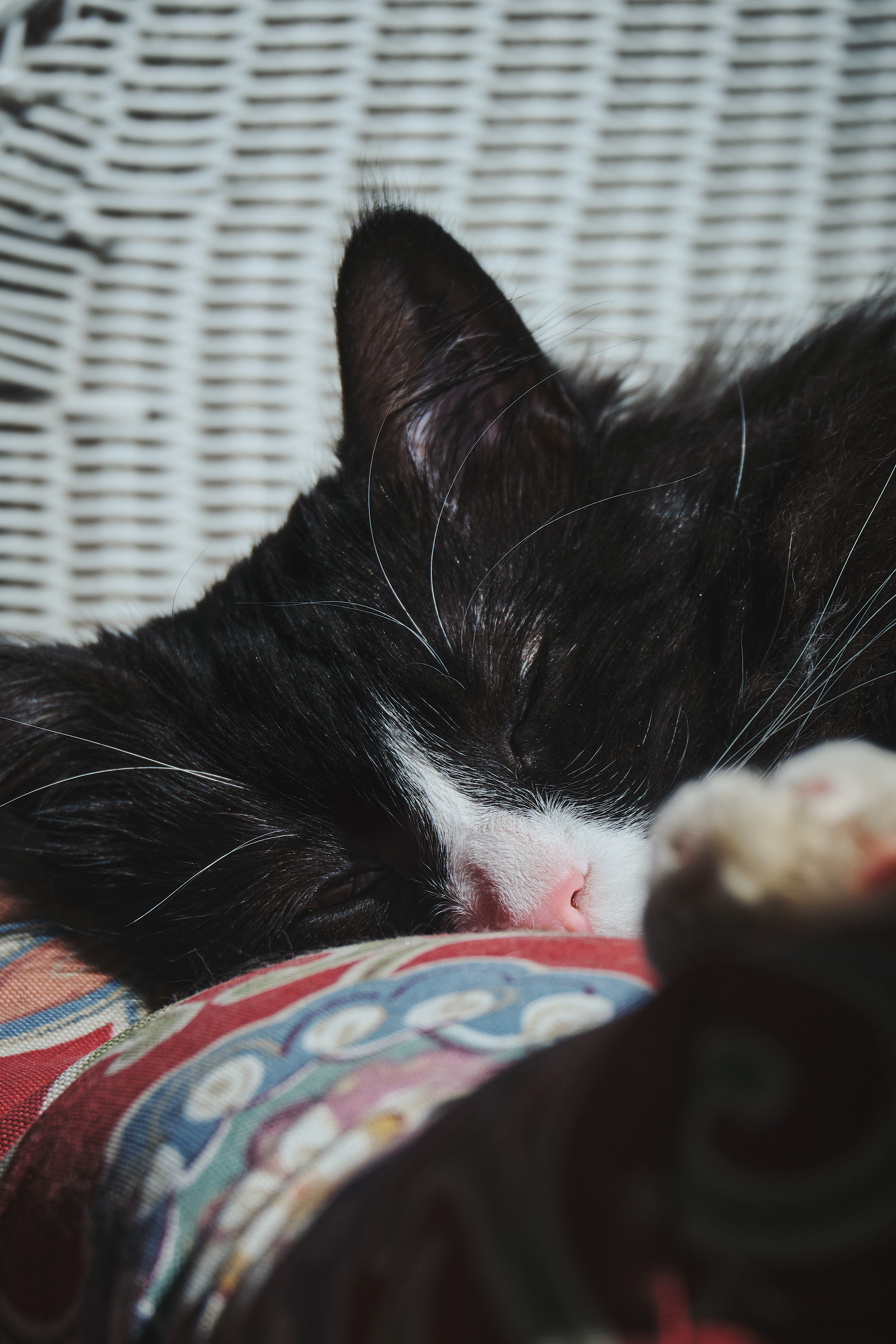 Linus: Asleep (2024)