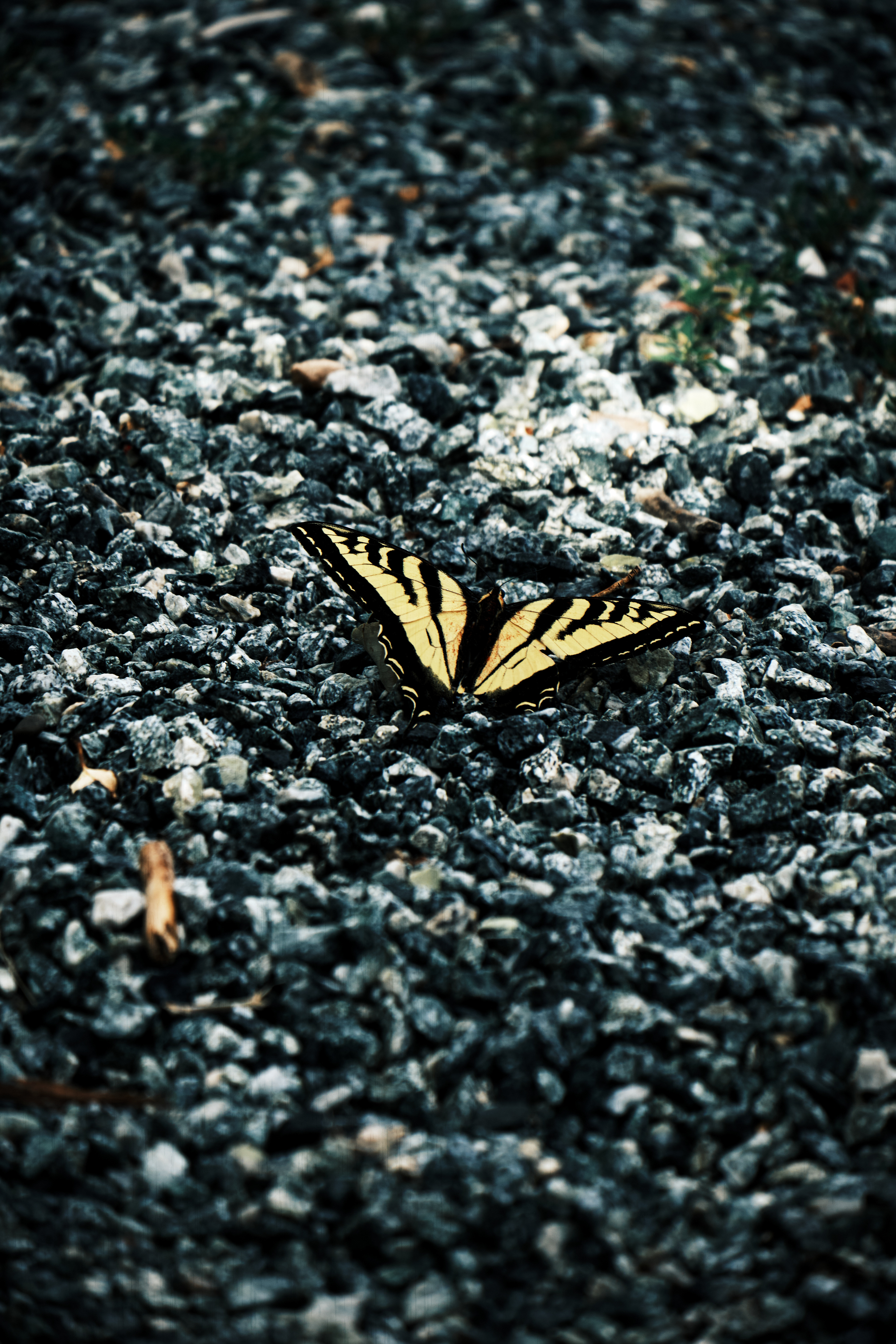 Tiger Swallowtail (2022)