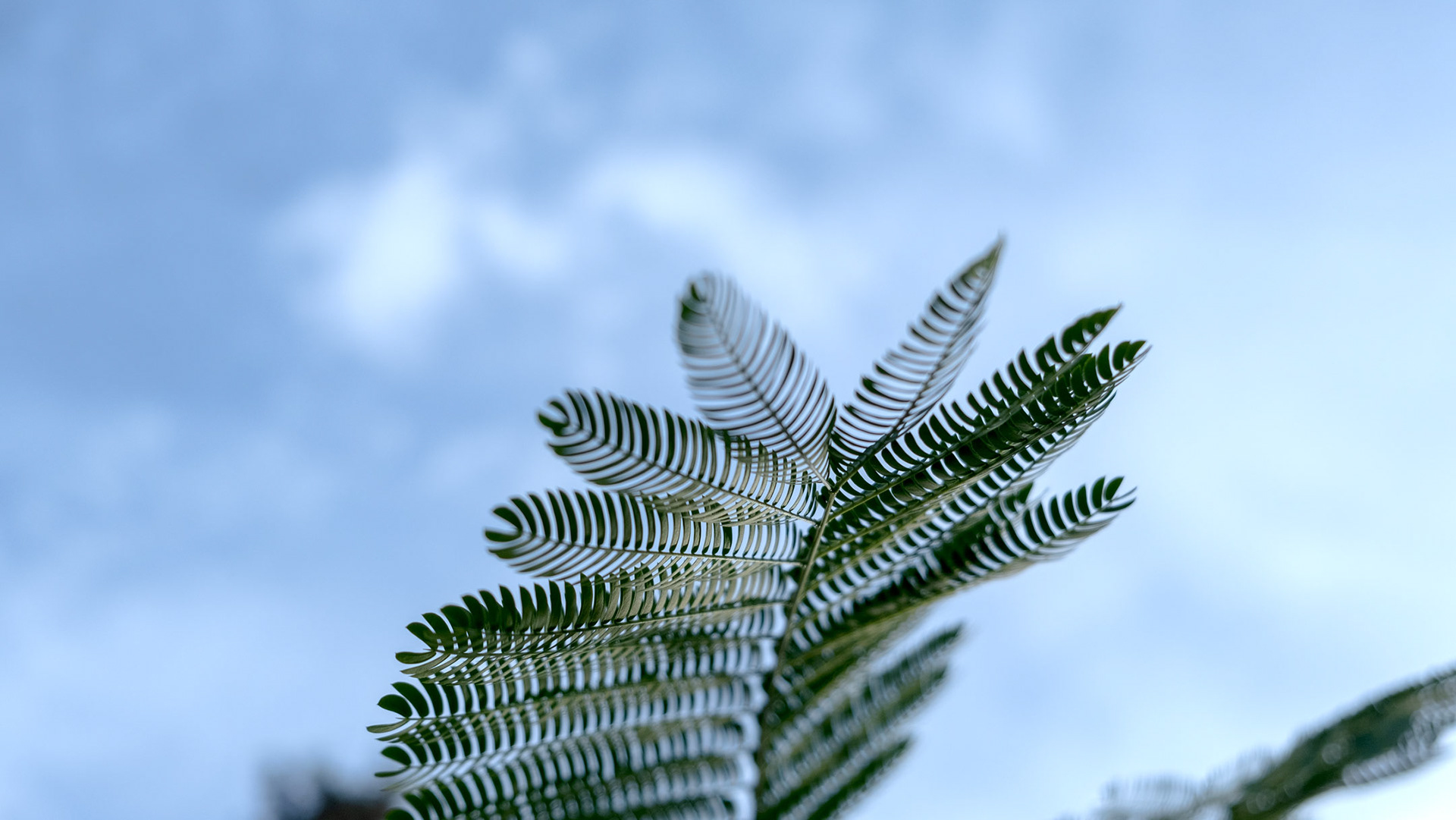 Frond-erful (2025)