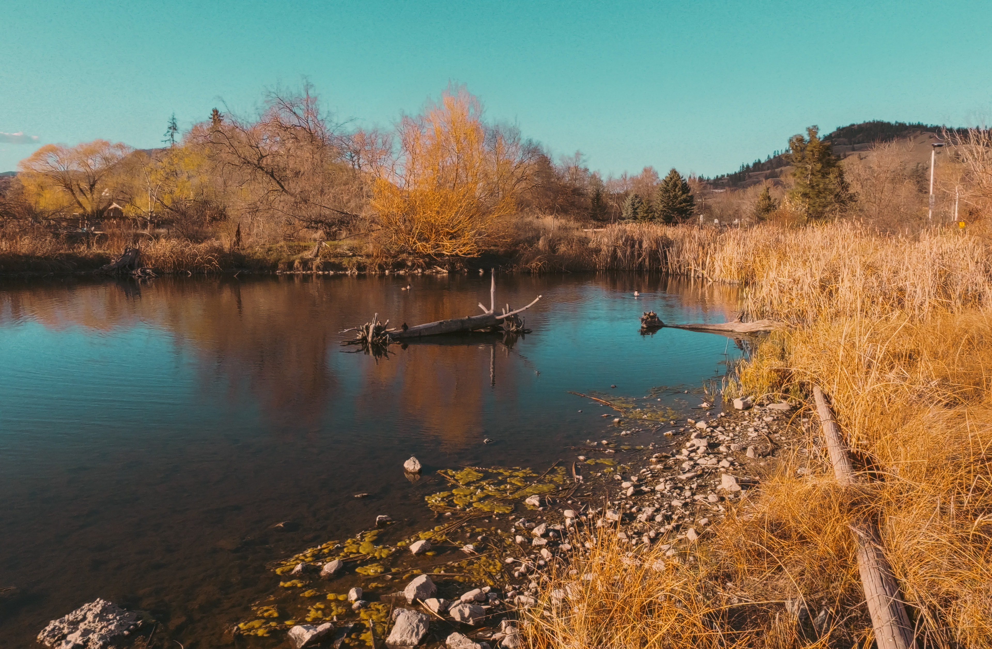 Pastel Pond (2026)
