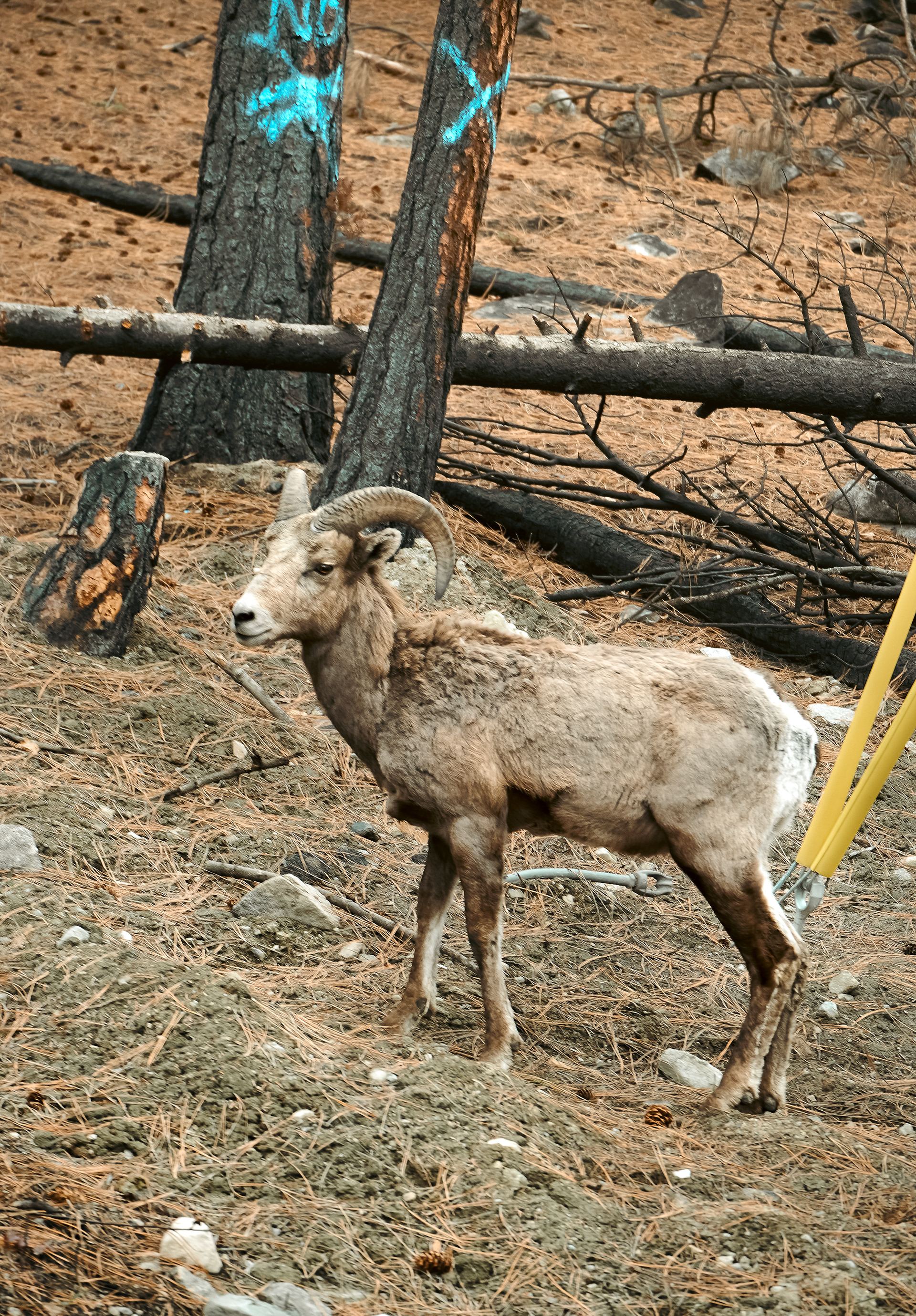 Wait... Don't Move (2024)