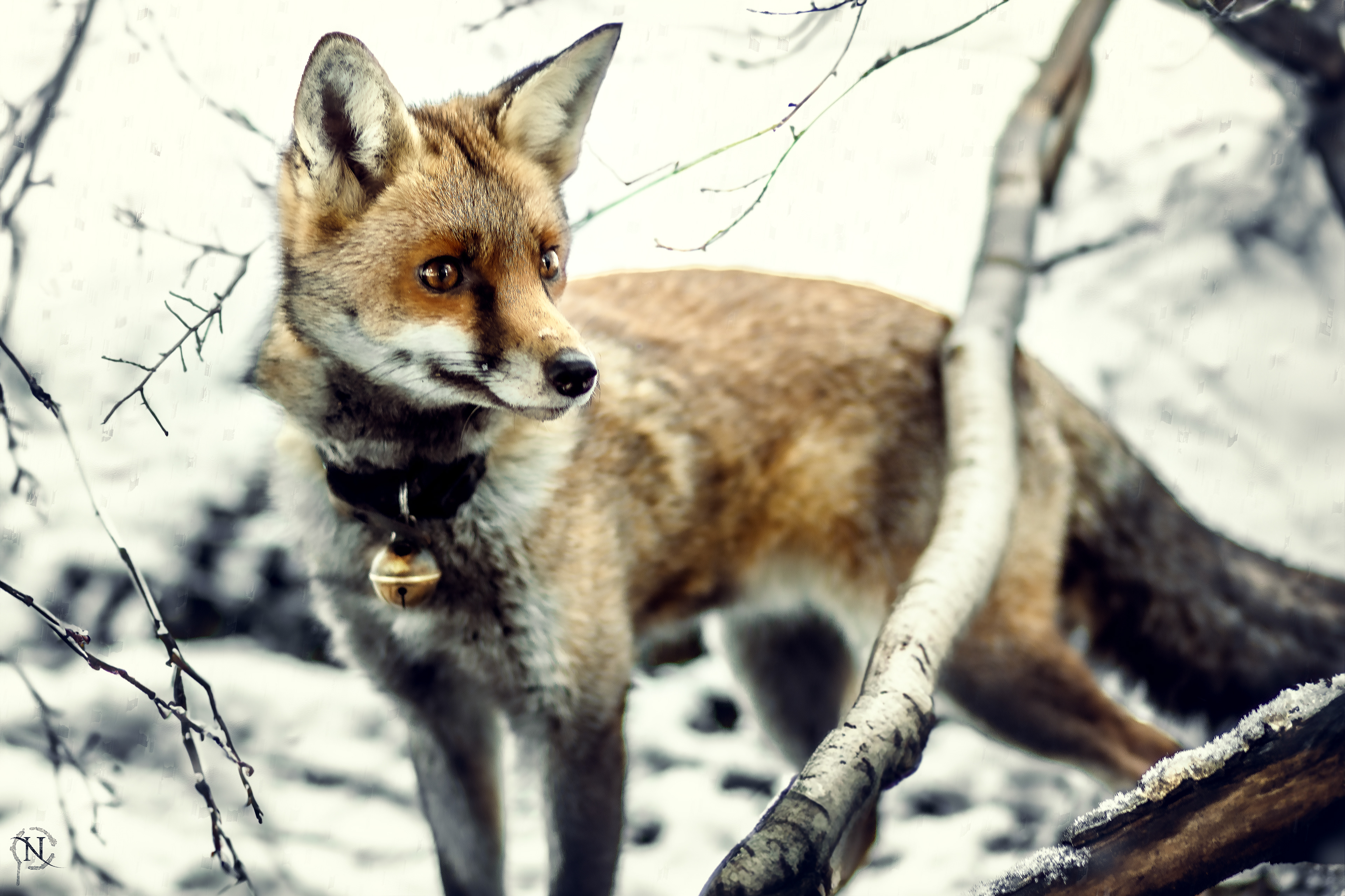Rousselune - rescued as an orphaned fox cub nine years ago, she has been part of my life and my photography ever since