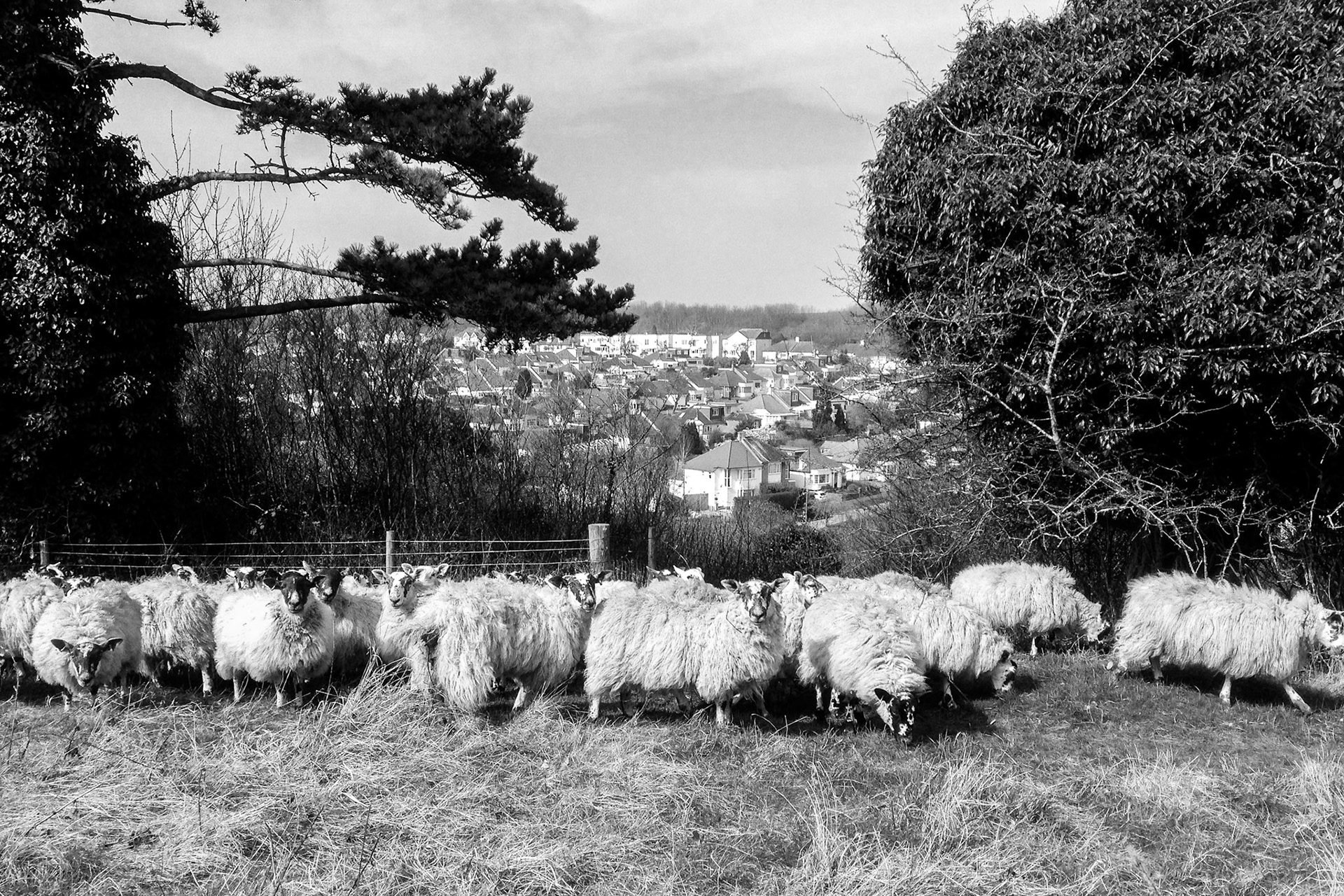 Sheep at Ladies Mile Nature Reserve