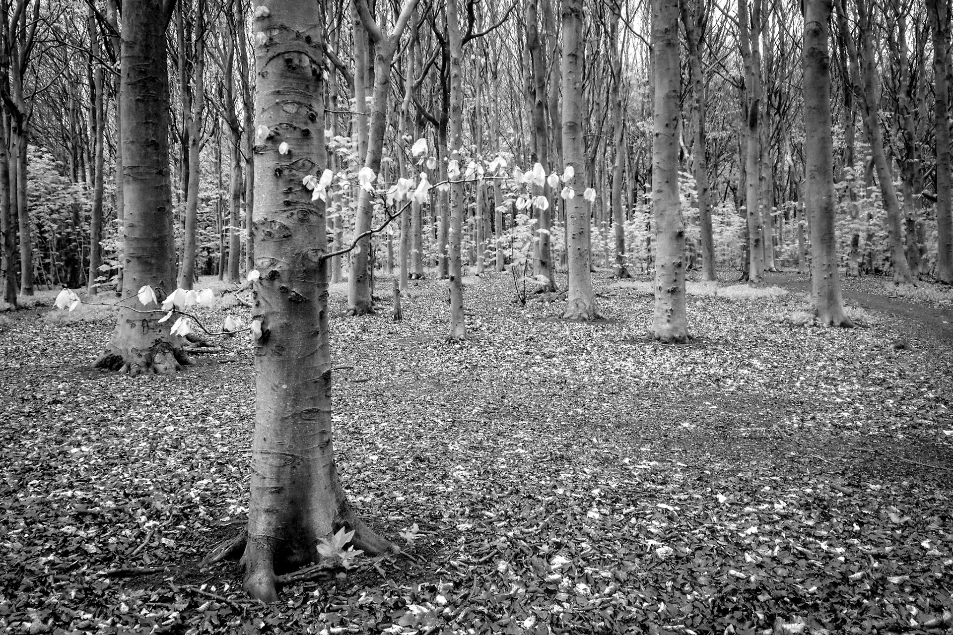 Stanmer Park