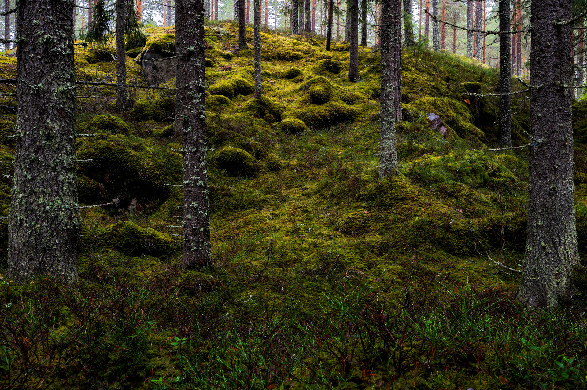 Vägskälet Naturreservat, Leksand