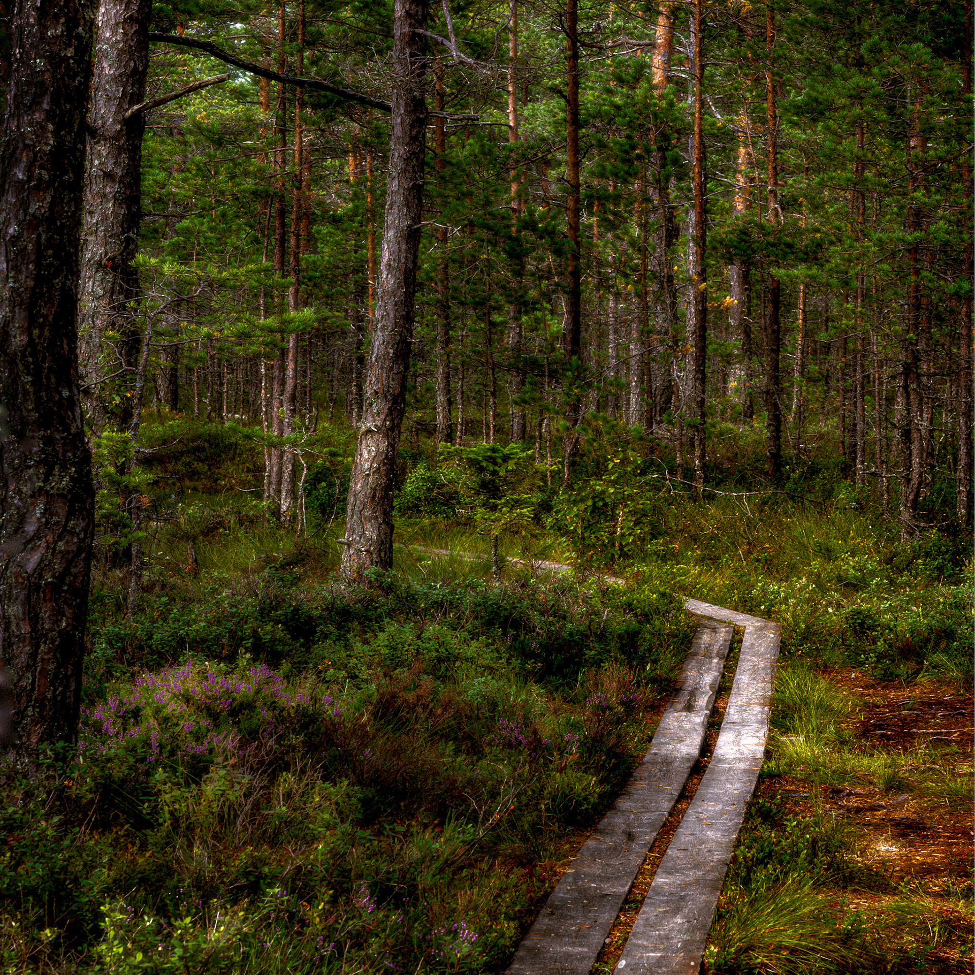Knuthöjdsmossen
