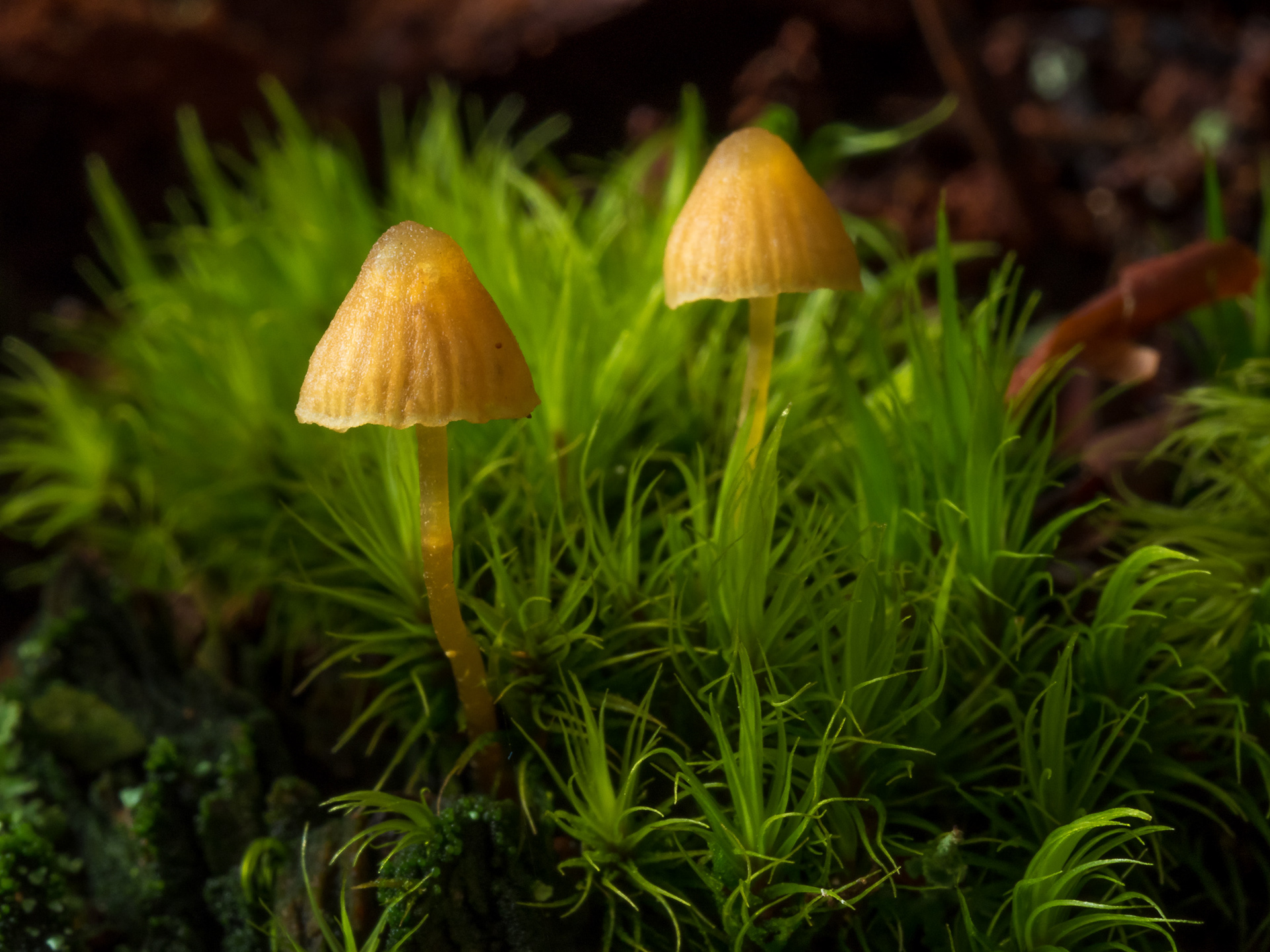 Mushroom pair