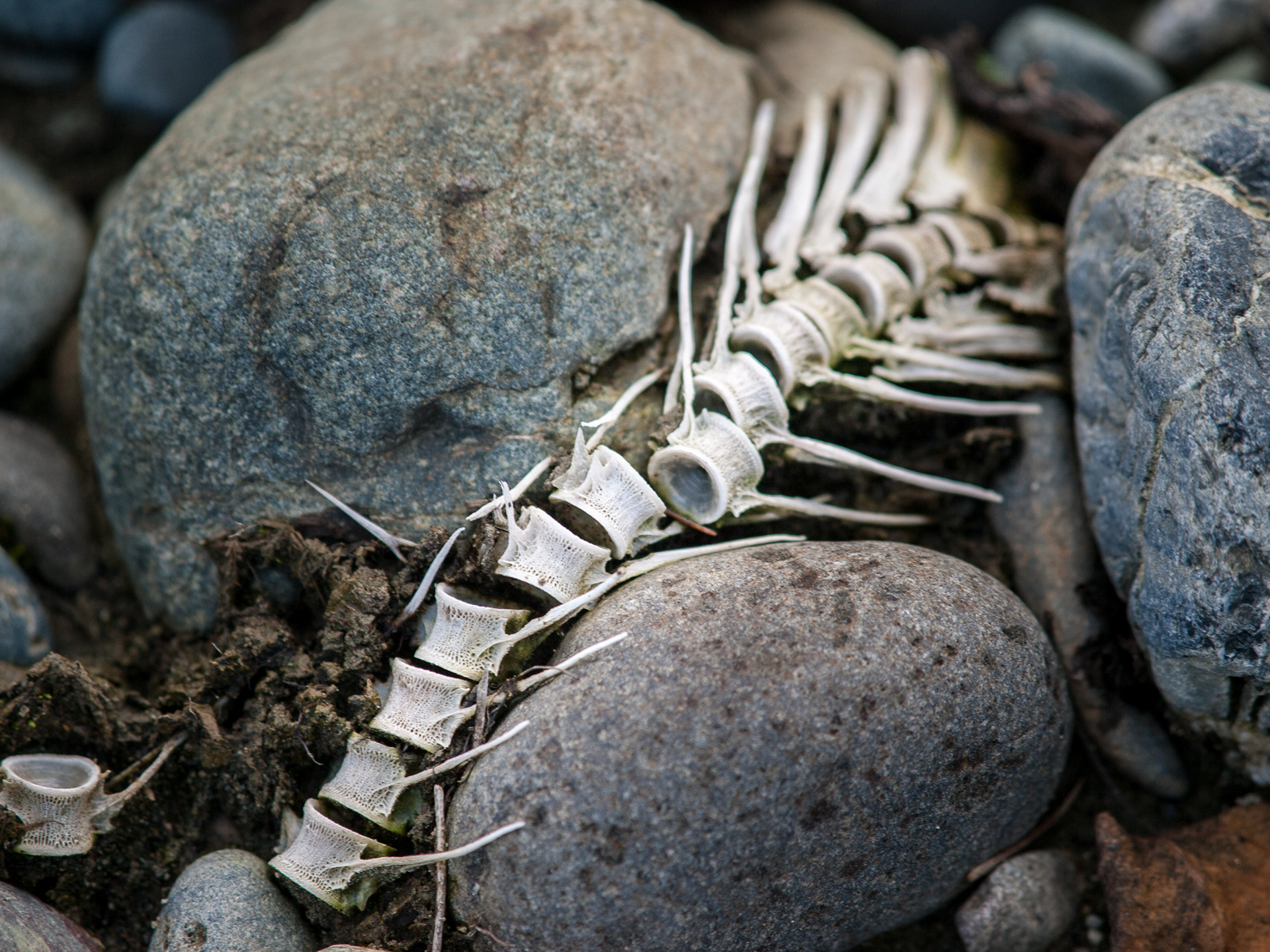 Salmon Bones