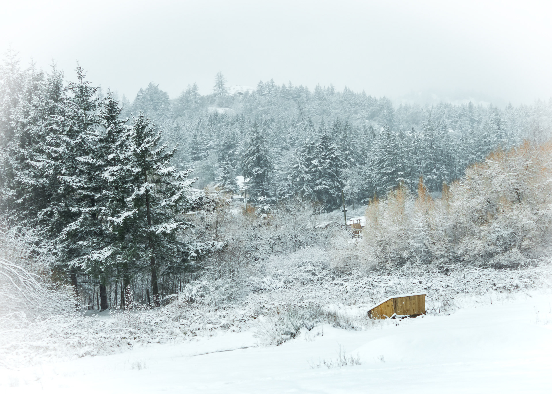 Winter scene