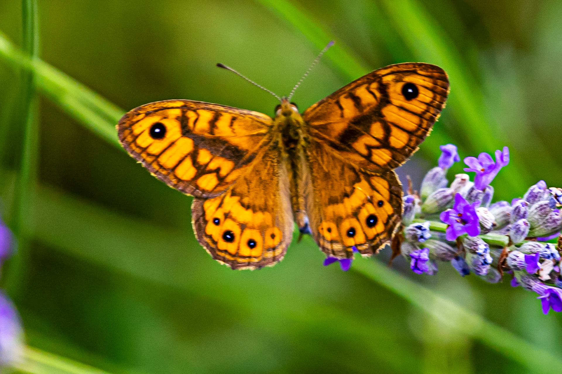 Butterflies in the Medici Fort - Siena 21 June 2024