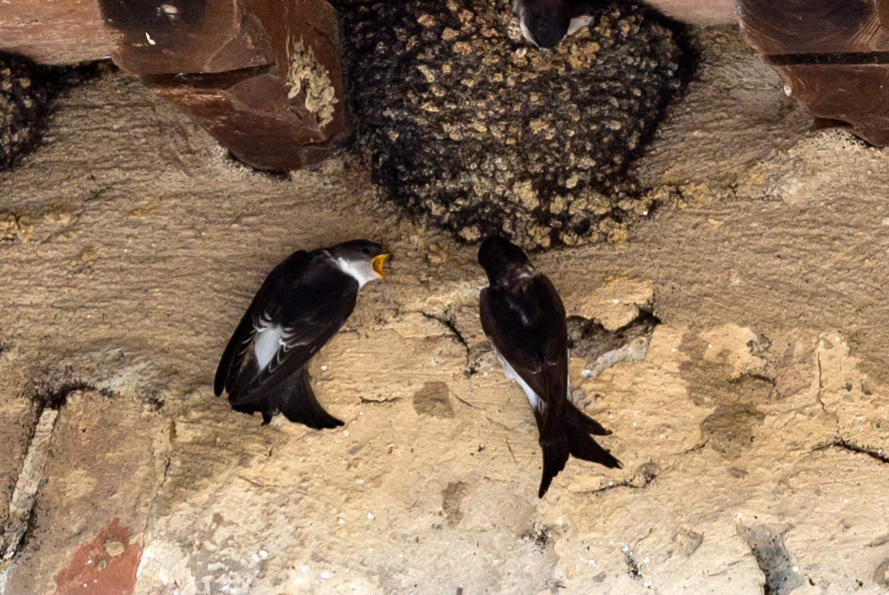 This baby House Martin was out of the nest too soon. Still demanding to be fed. Monteriggioni 22 June 2024