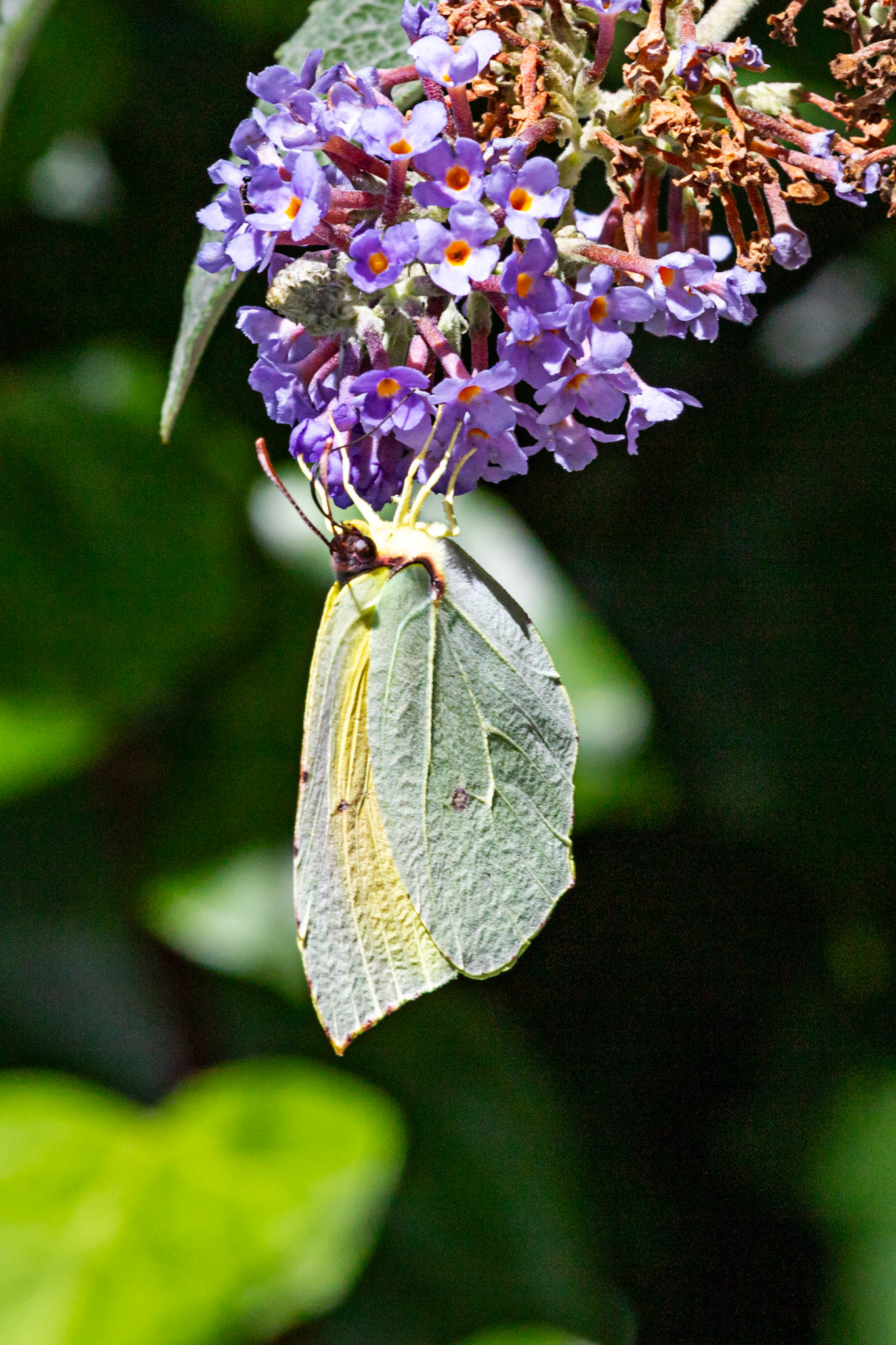 Butterflies- Siena 26 June 2024