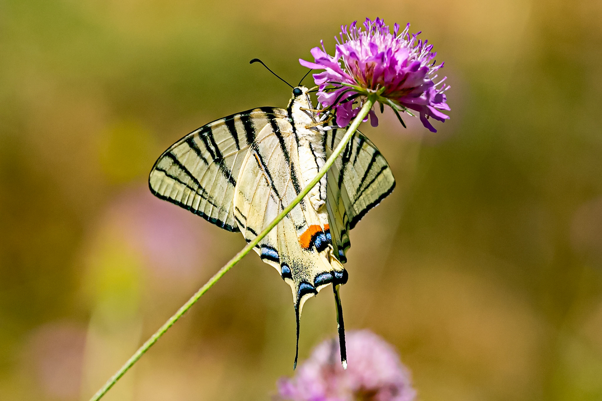 Monteriggioni 22 June 2024