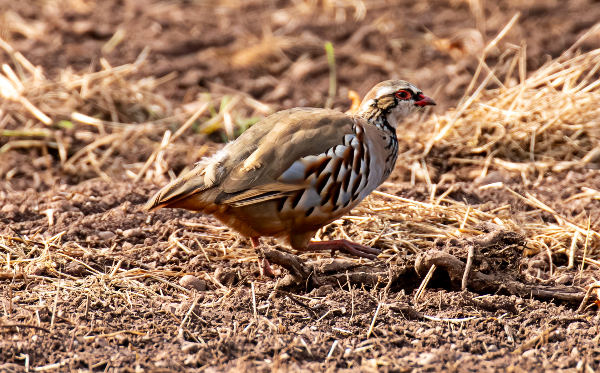 Thurston Mains - Red Legged Partridge 29 Sept 2024