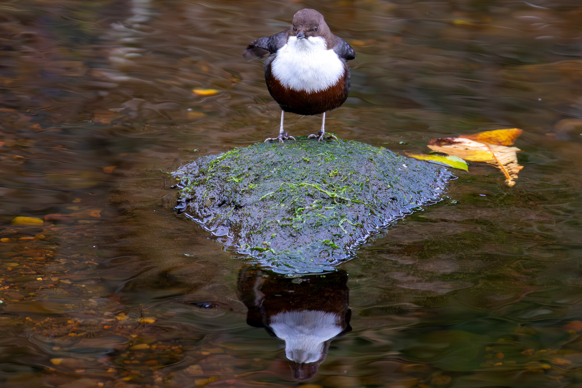 Largs 08 October 2024
