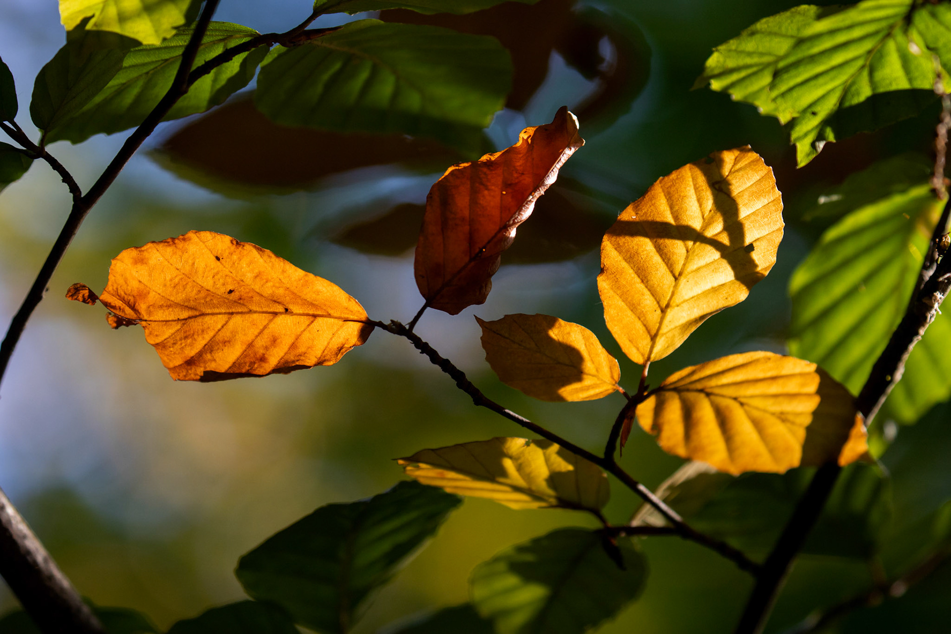 RSPB Lochwinnoch 10 October 2024