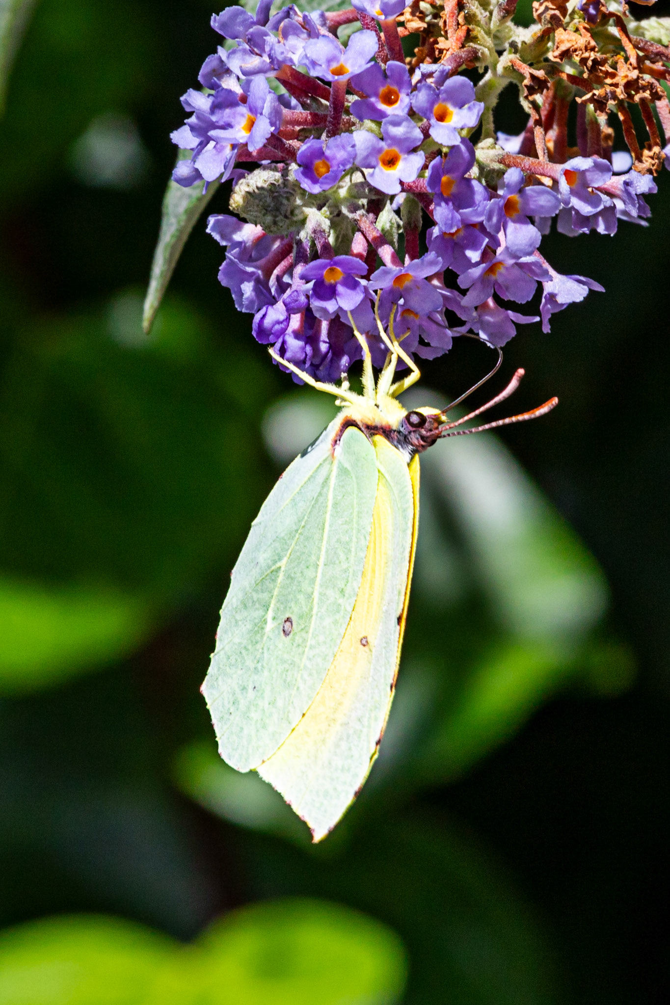 Butterflies- Siena 26 June 2024