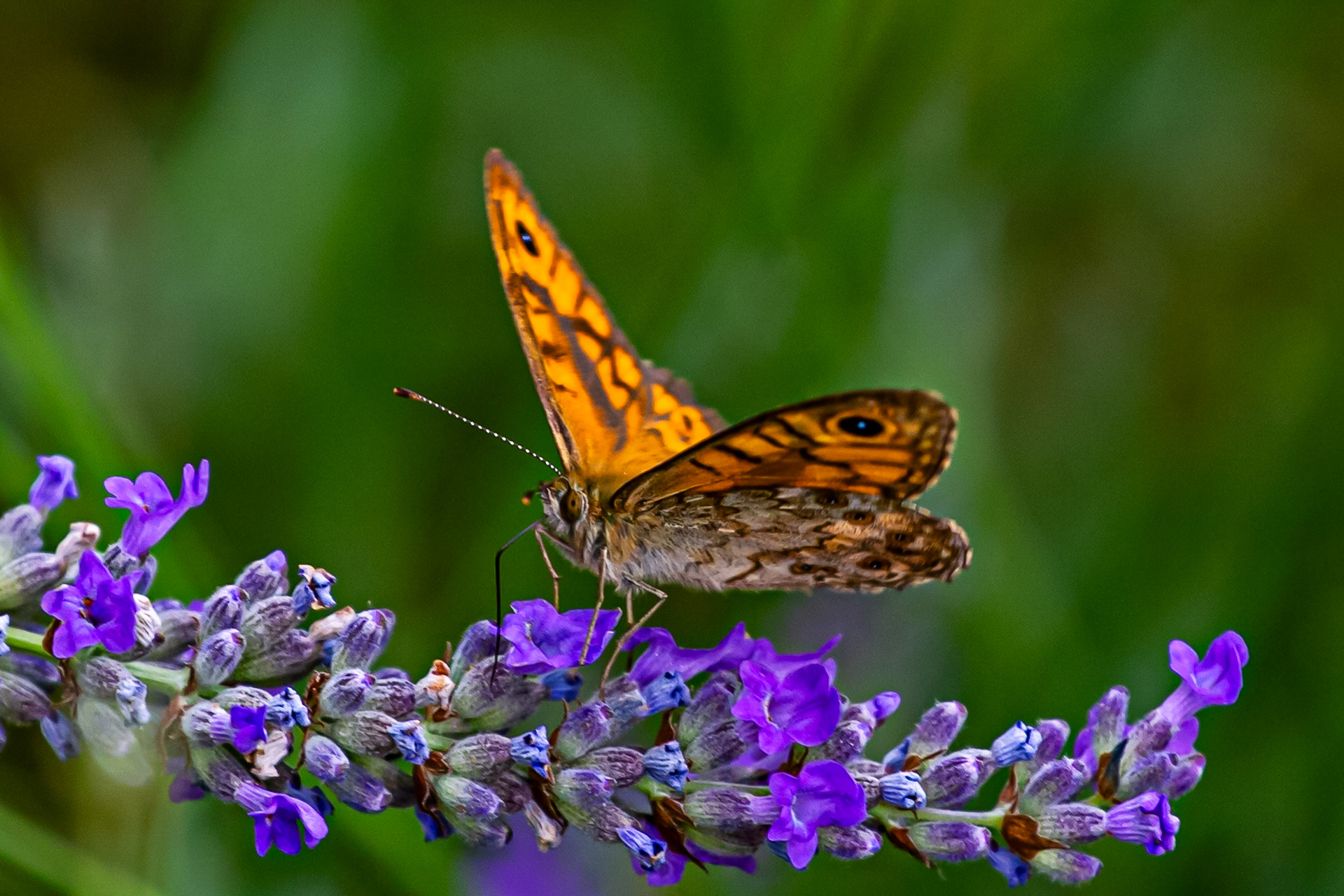 Butterflies in the Medici Fort - Siena 21 June 2024