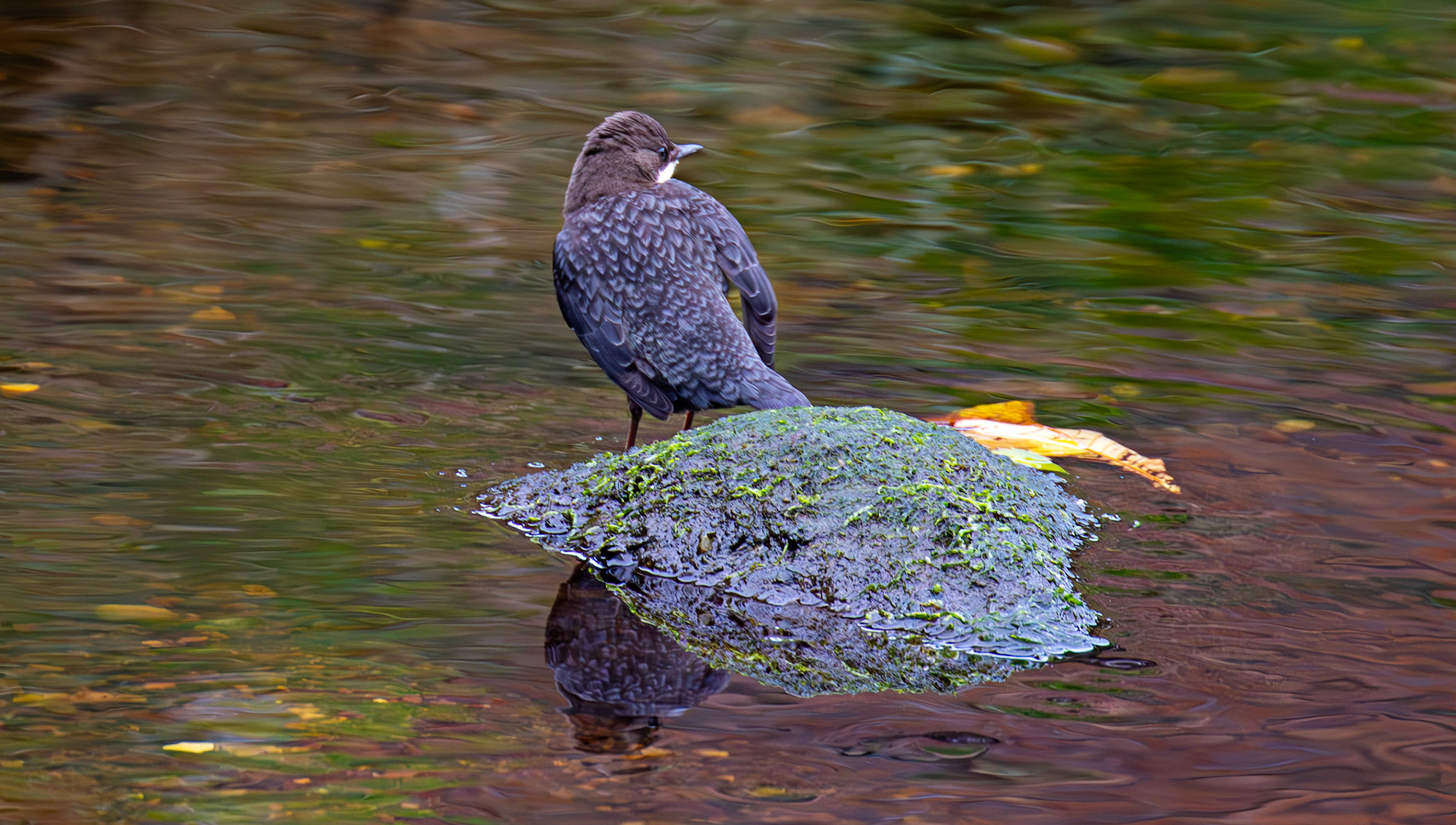 Largs 08 October 2024