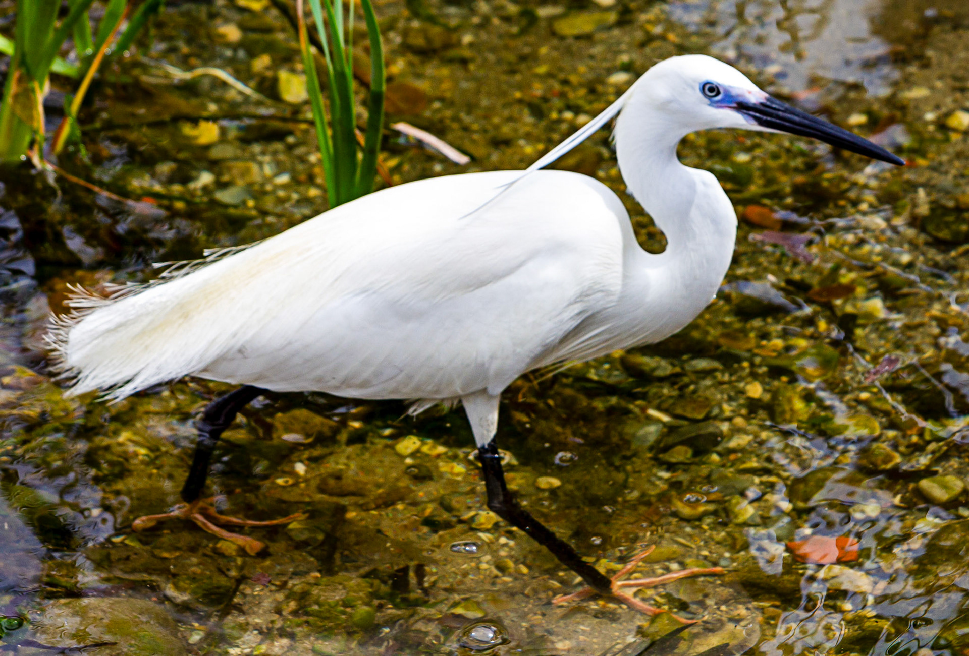 Little Egret at Villajoyosa (La Vila Joiosa) 21 March 2024