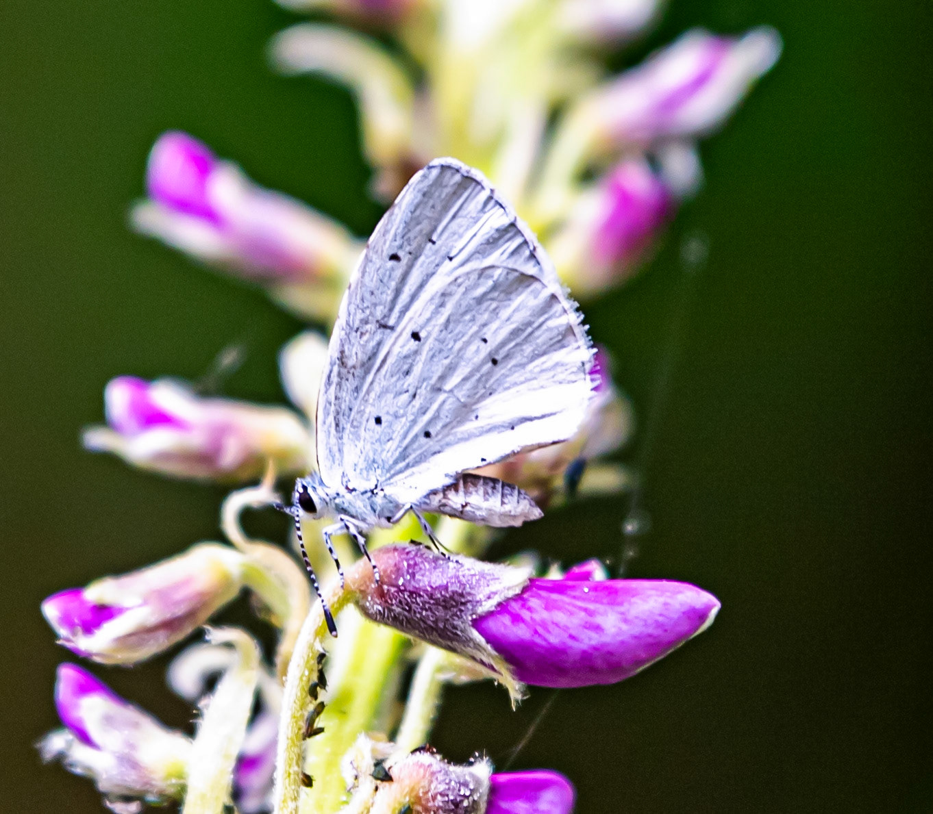 Butterflies in Siena Botanics 19 June 2024