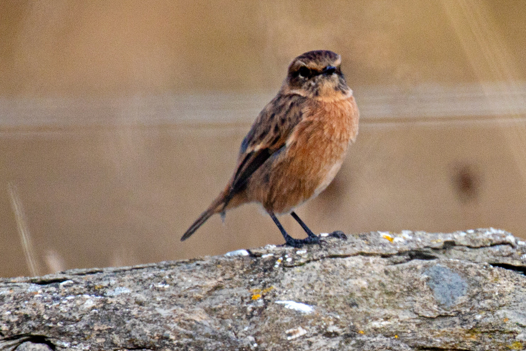 Stonechat at Barns  Ness 25 Sept 2024