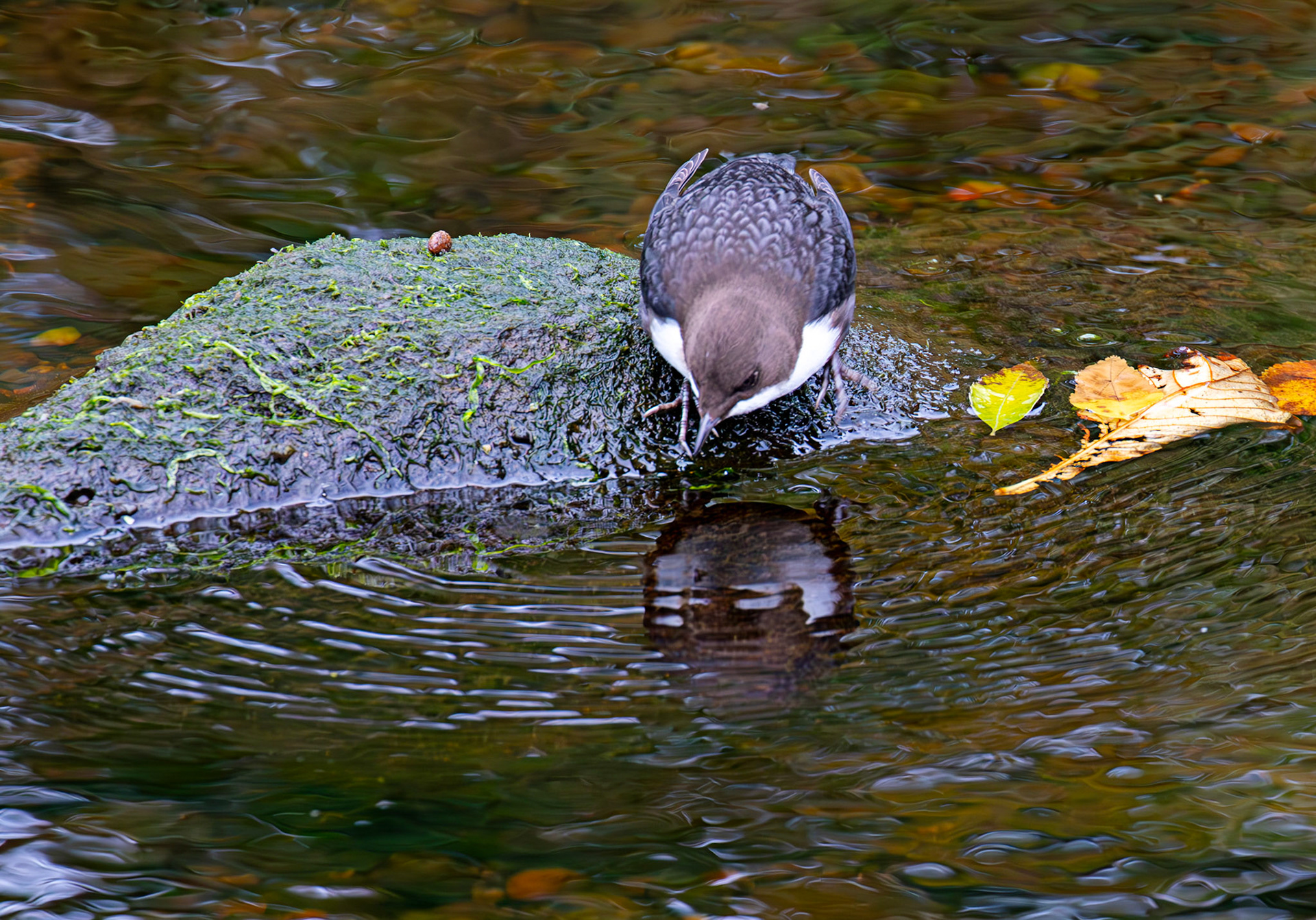 Largs 08 October 2024