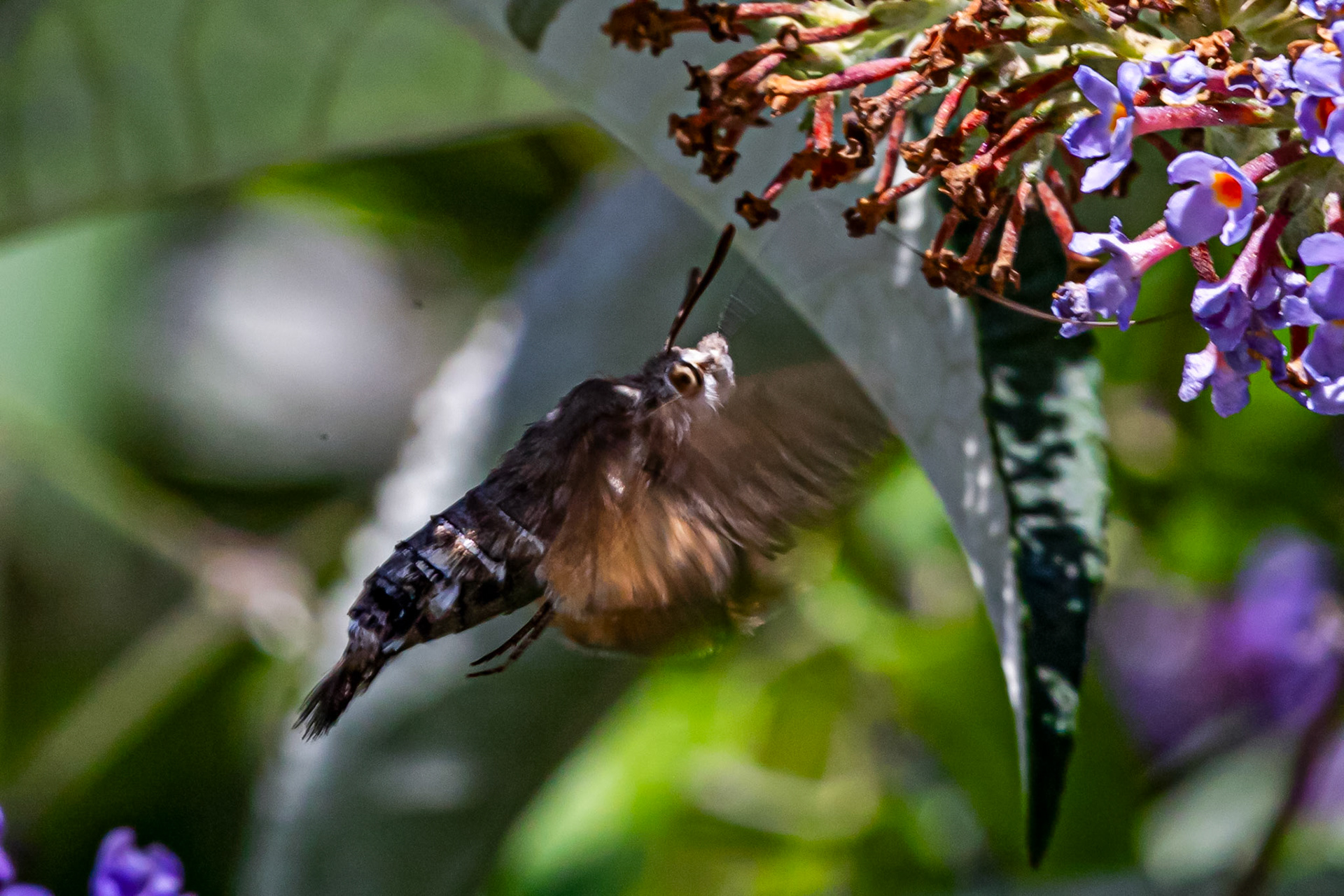 Humming Bird Hawk Moth - Siena 26 June 2024