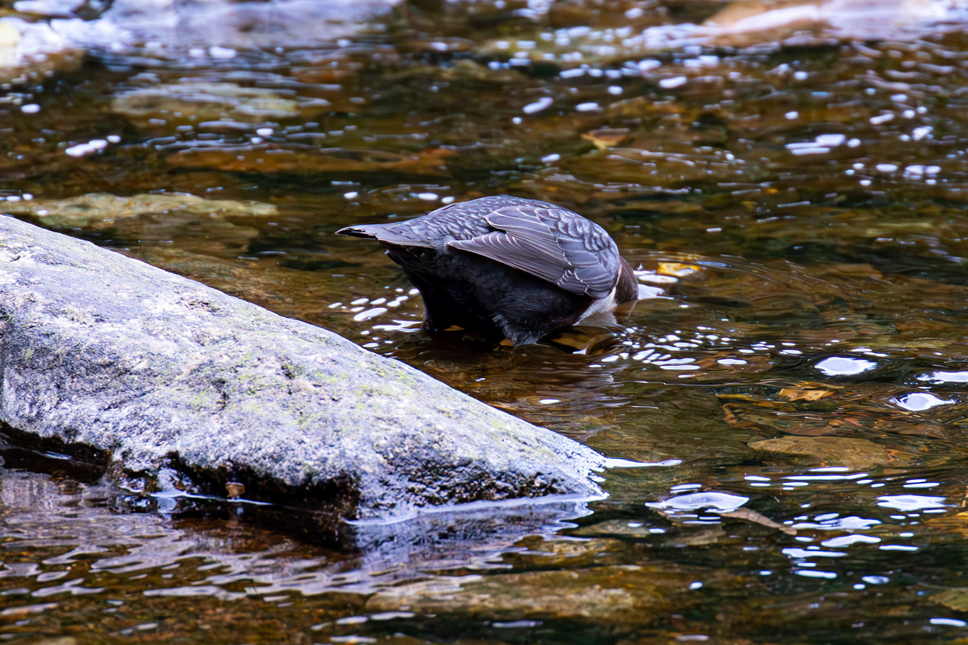 Largs 08 October 2024