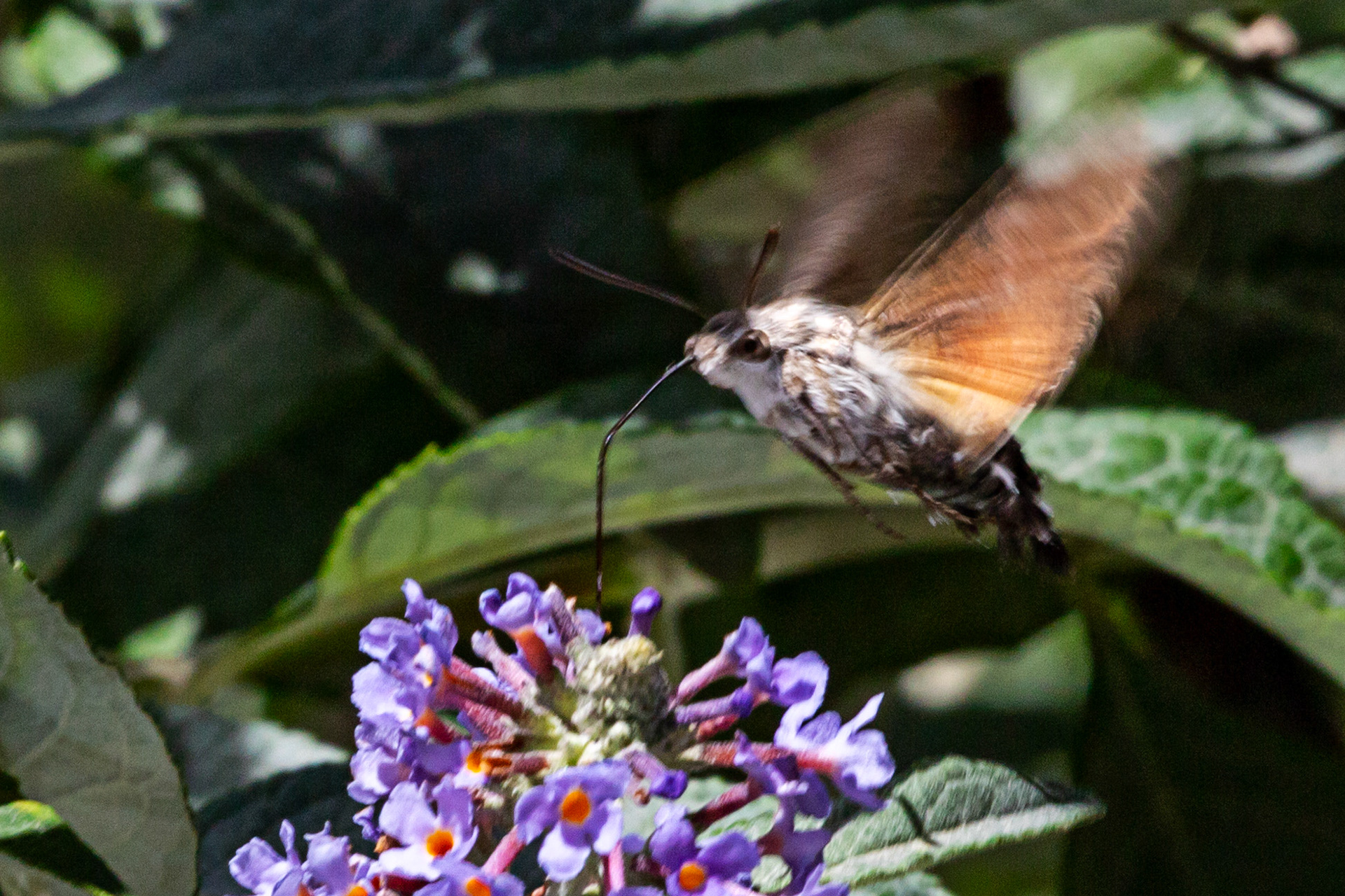 Humming Bird Hawk Moth - Siena 26 June 2024