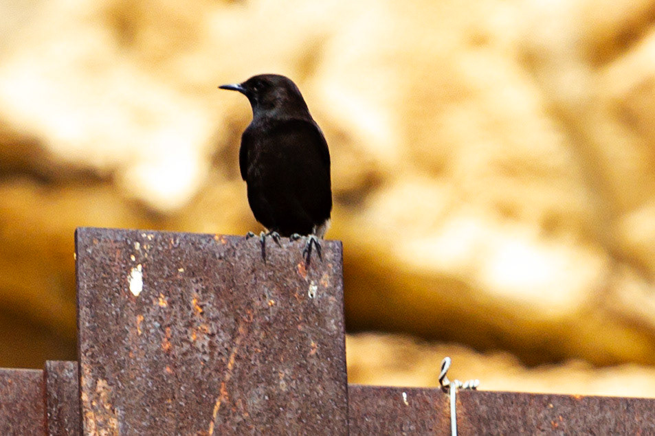 Santa Cruz, Alicante 19 March 2024