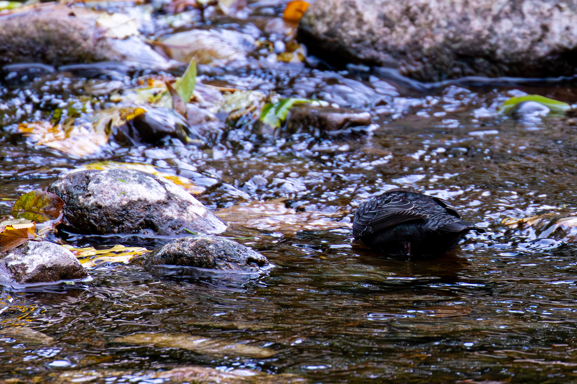 Largs 08 October 2024