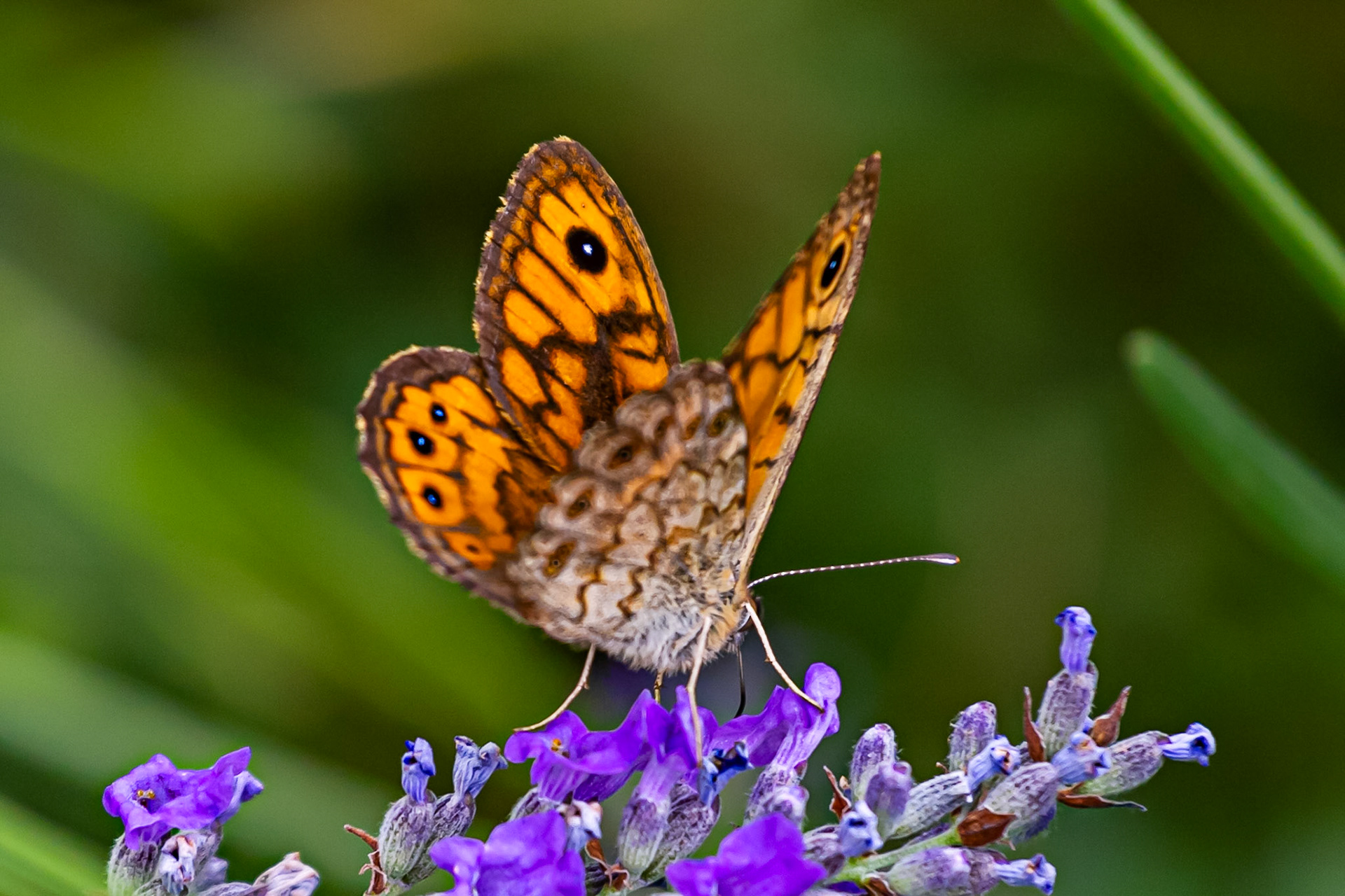 Butterflies in the Medici Fort - Siena 21 June 2024